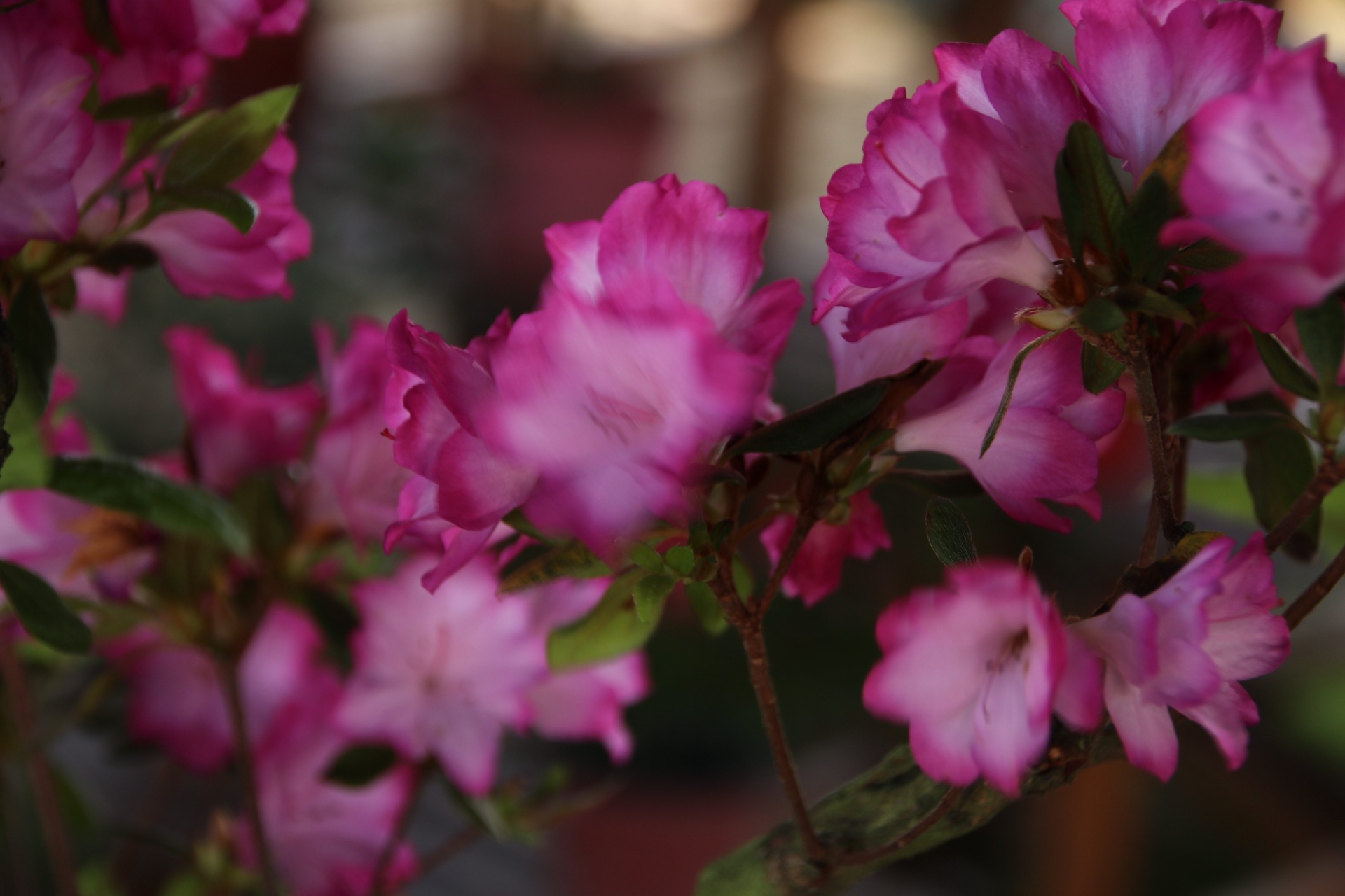 漳平永福杜鹃花盛开芬芳
