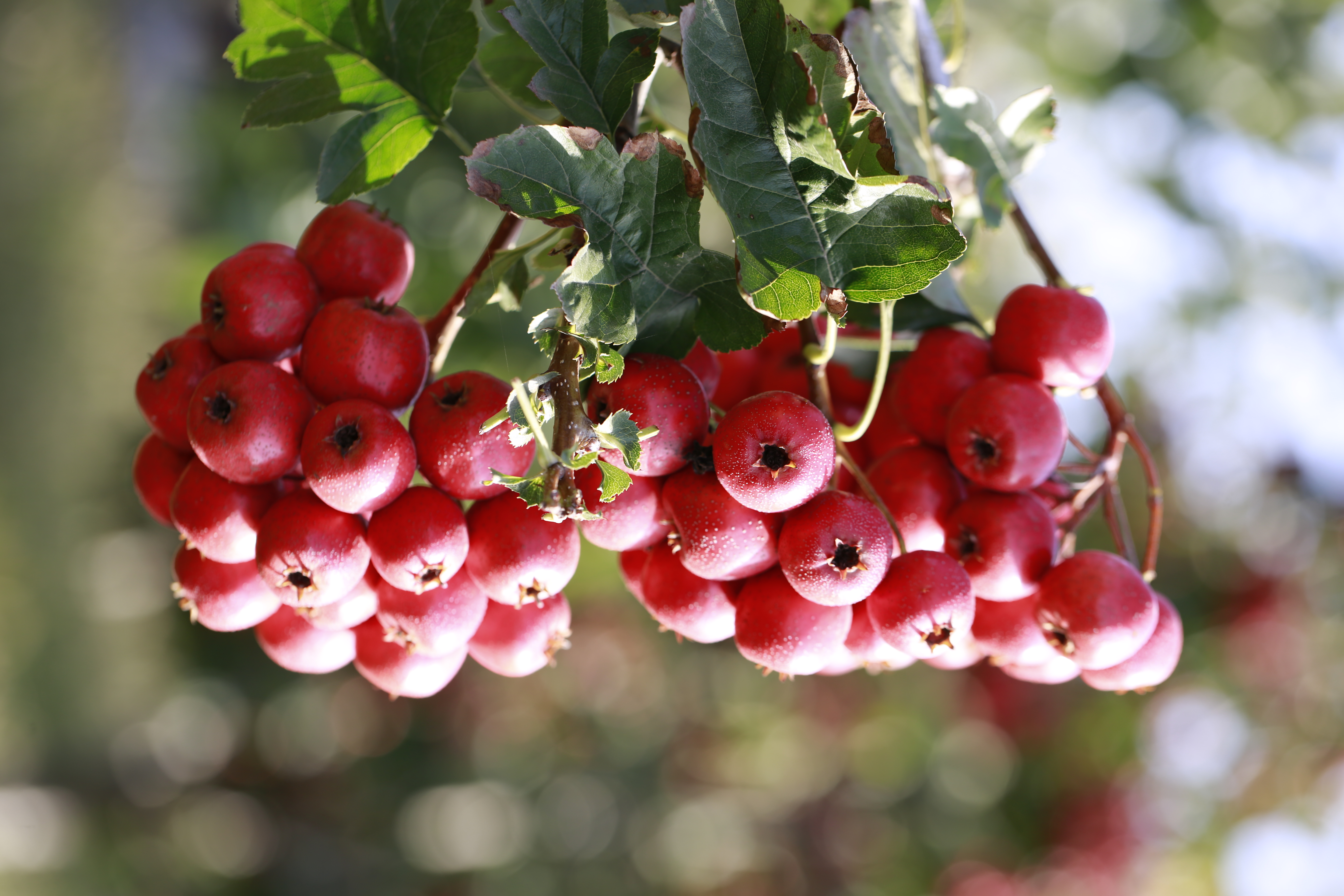 山楂果熟红艳艳