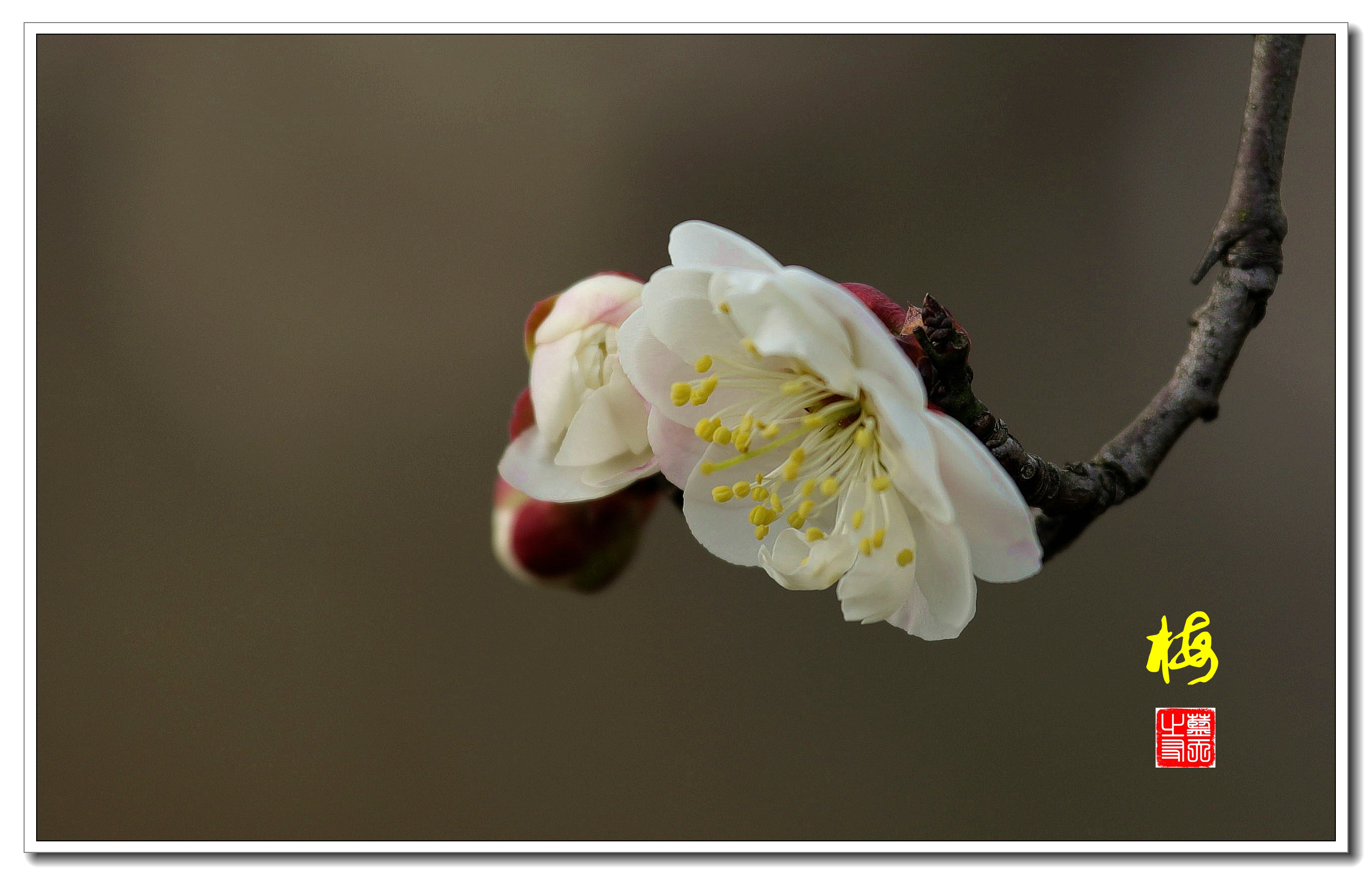 首发一枝独秀梅花