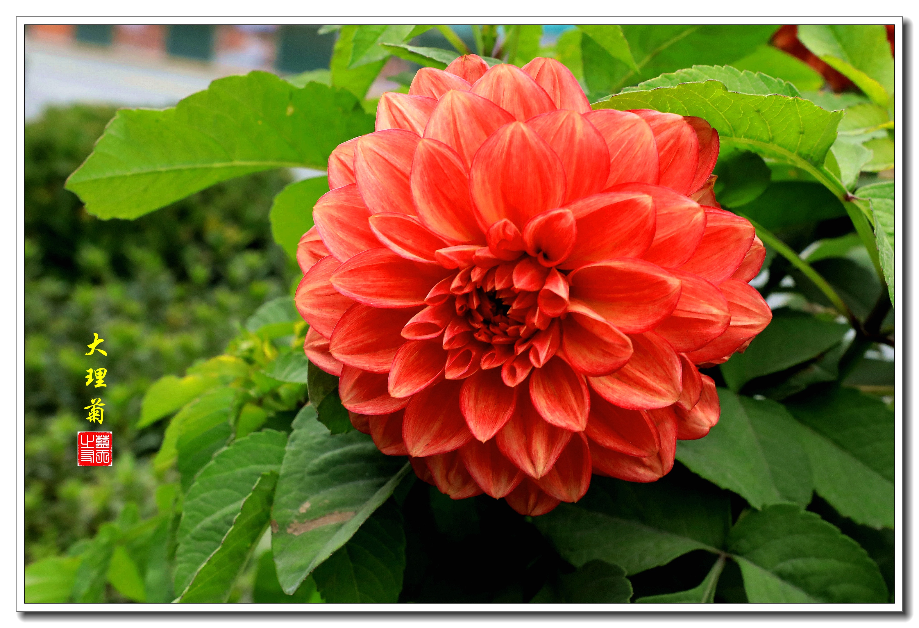 【首发】美丽的大理菊