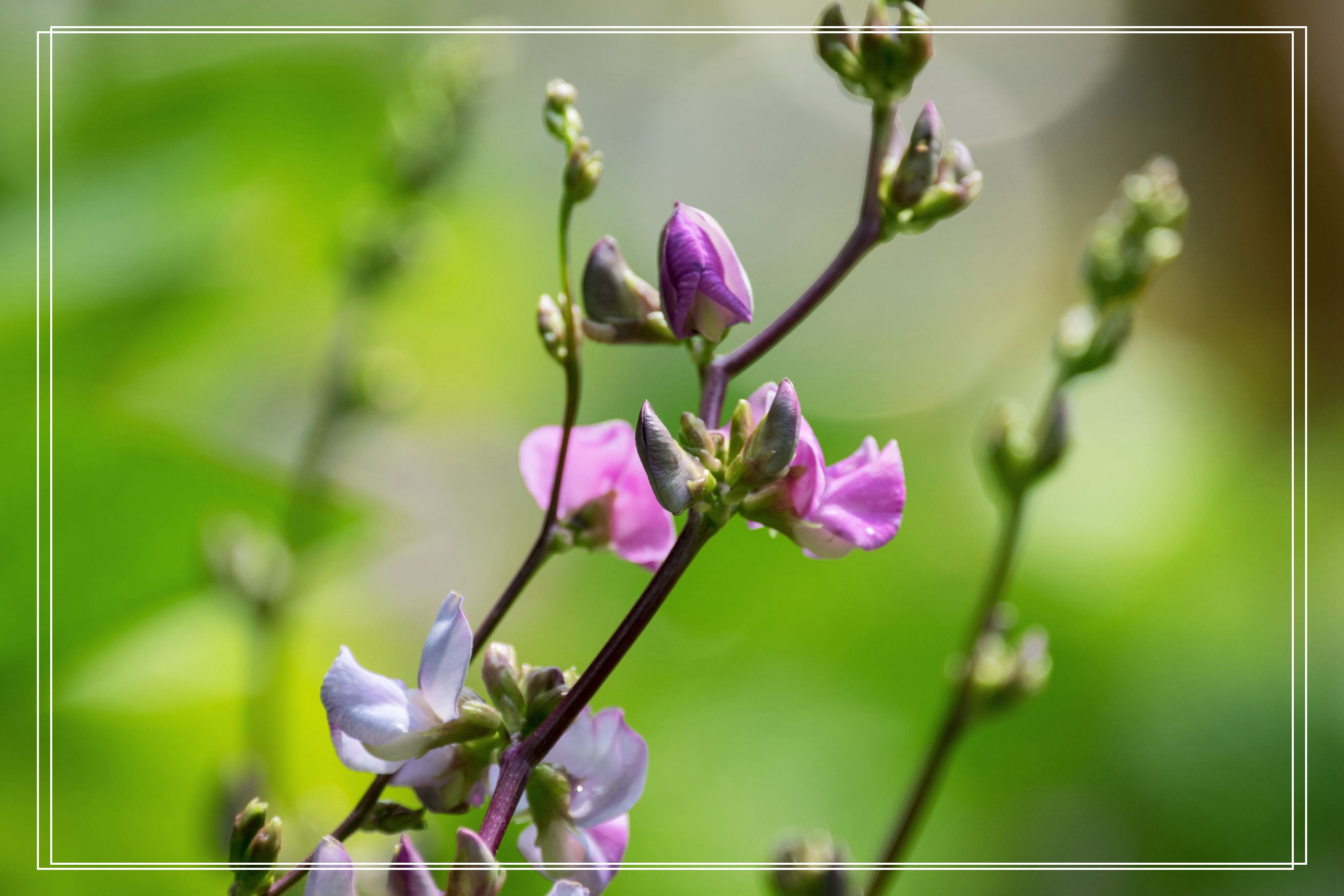 郊外农家的扁豆花开(首发)