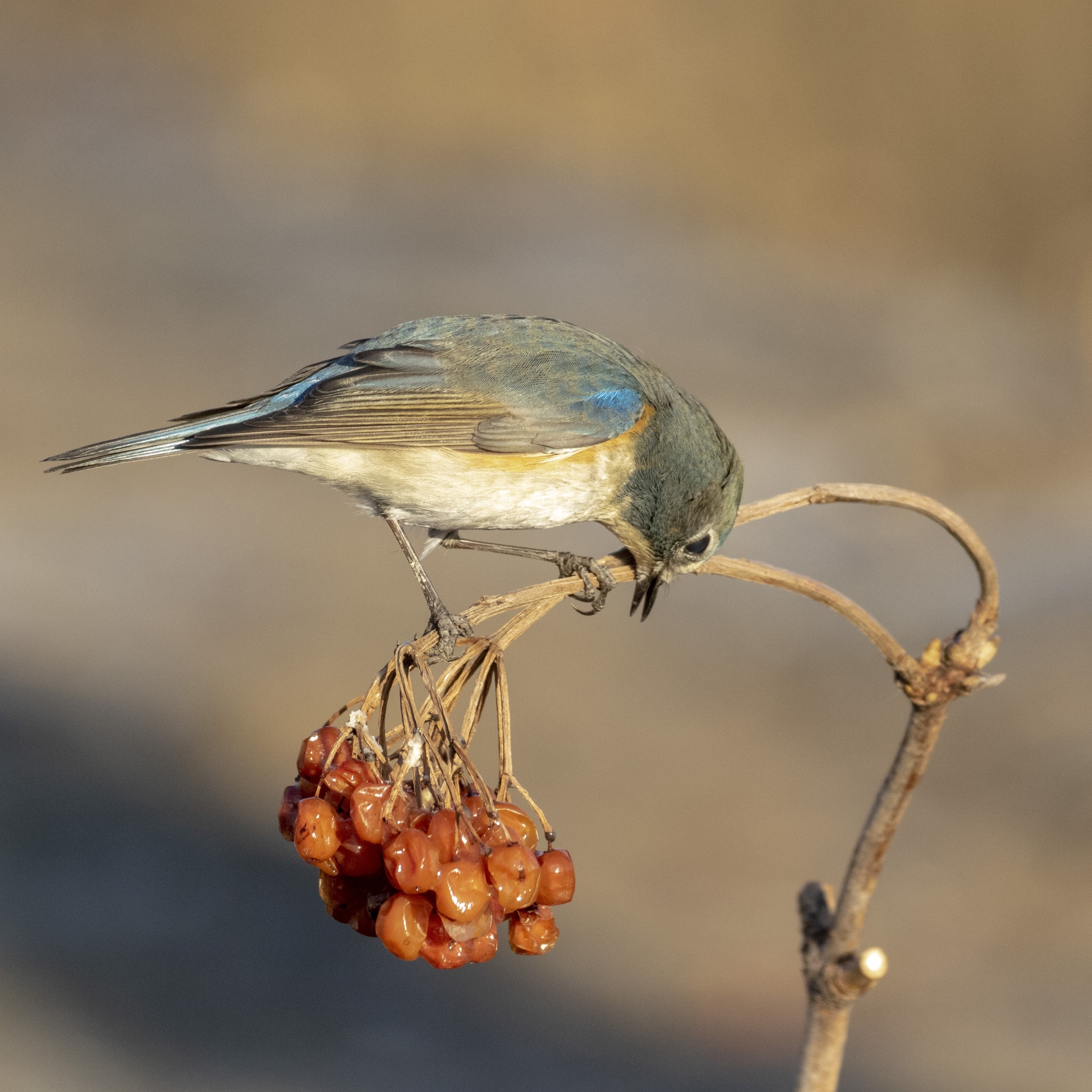 【首发】奥森冬日拍鸟～红胁蓝尾鸲