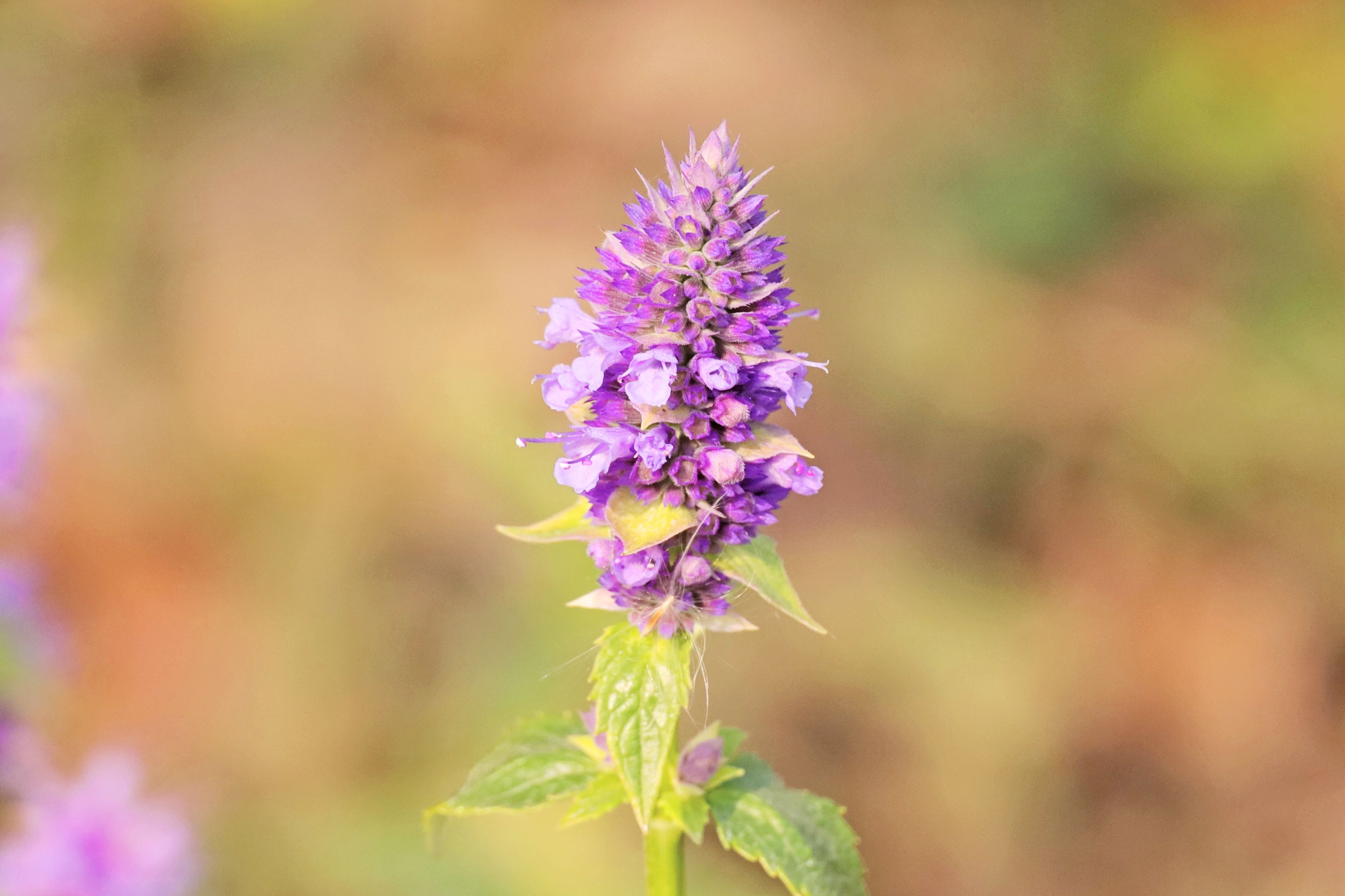 5m,花冠淡紫蓝色;别名合香,山茴香,藿香正气草,苍告,藿香草.