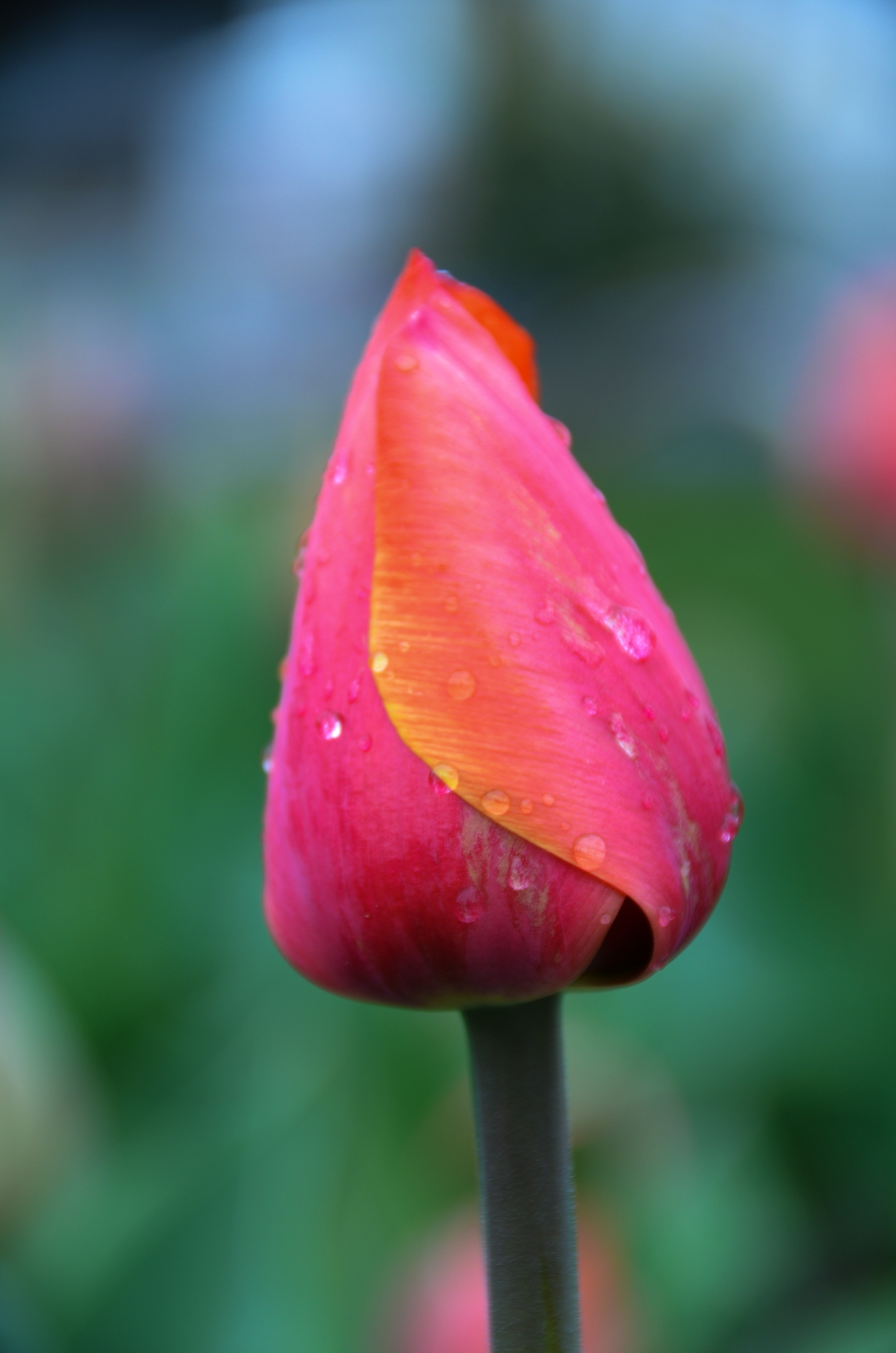 首发含苞待放郁金香