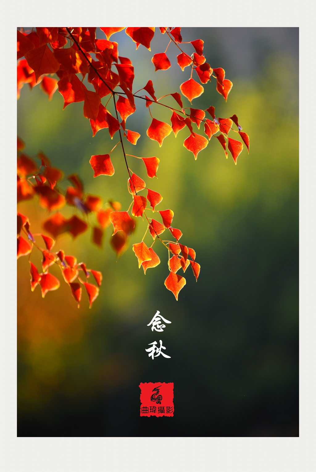 念秋