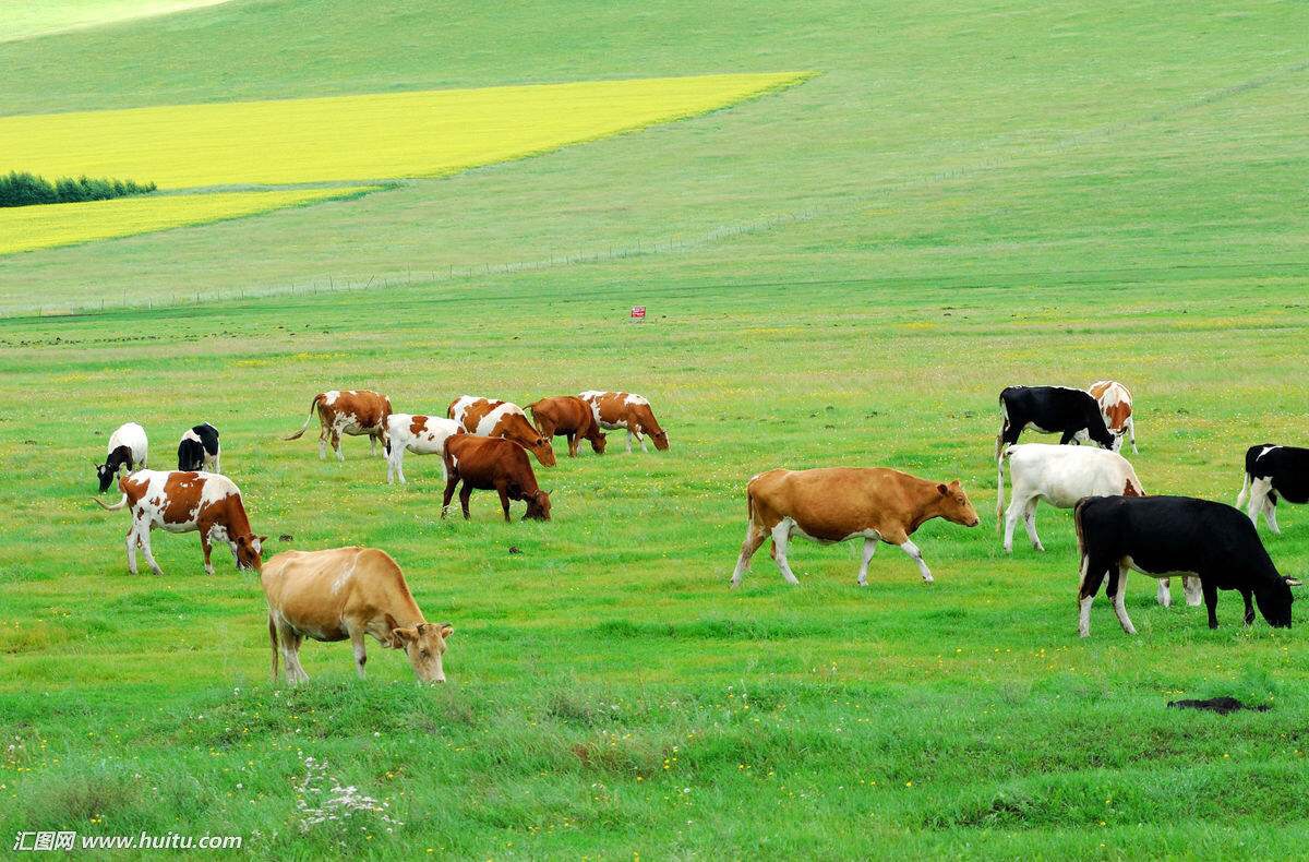 群牛奔跑 原创 图片来源网络