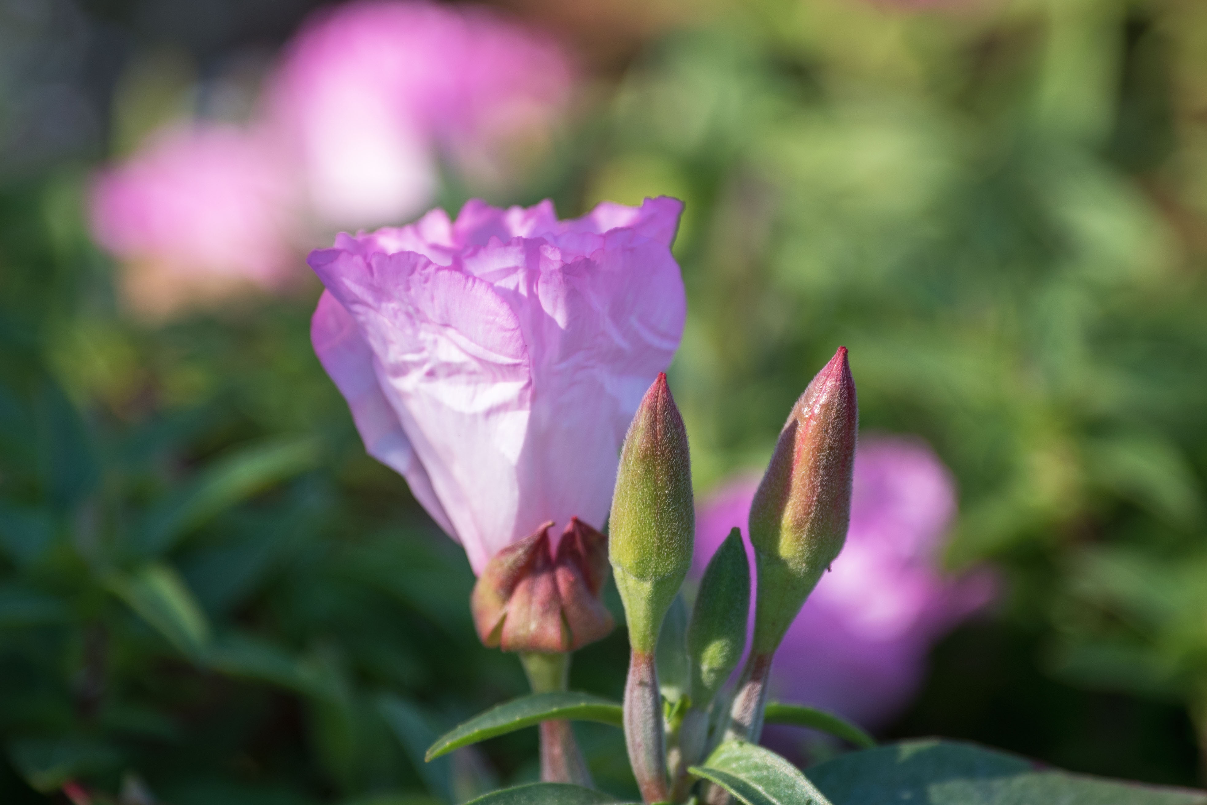 (首發)古代稀花