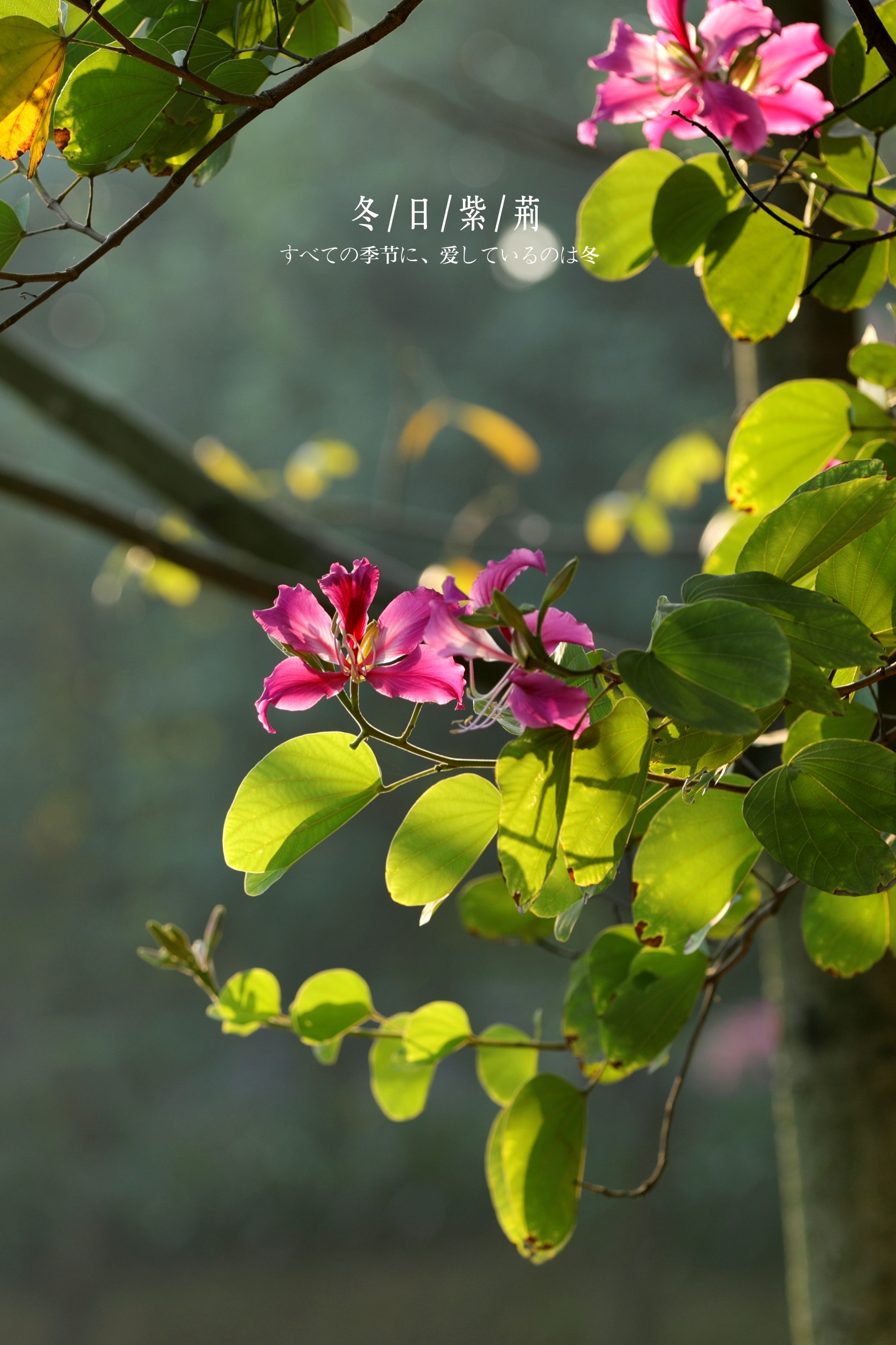 冬天紫荆树的样子图片