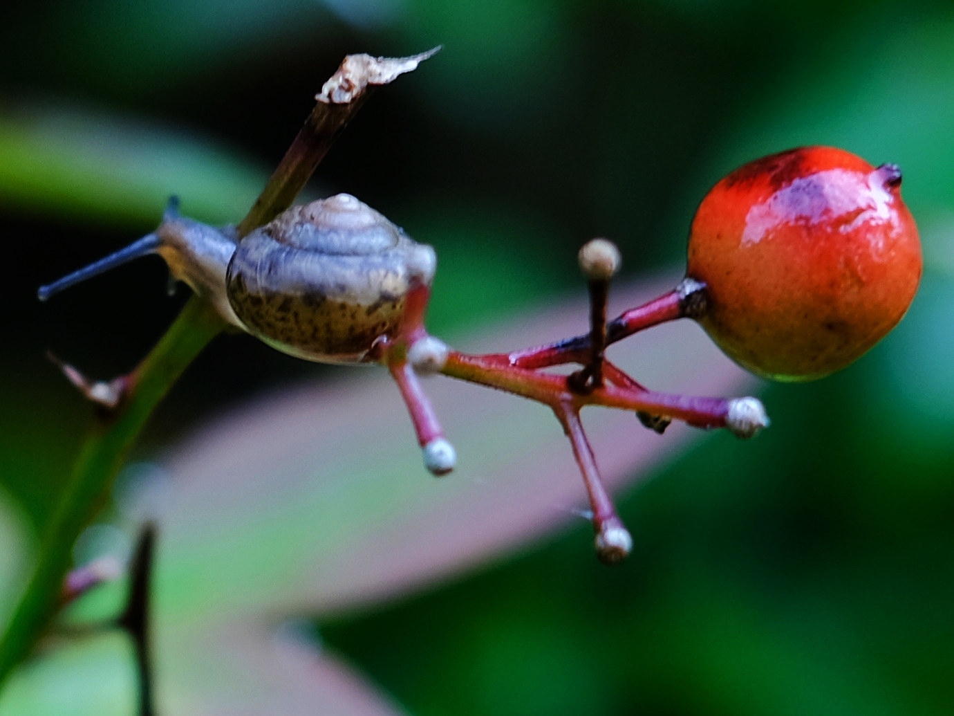 小蜗牛登红果山