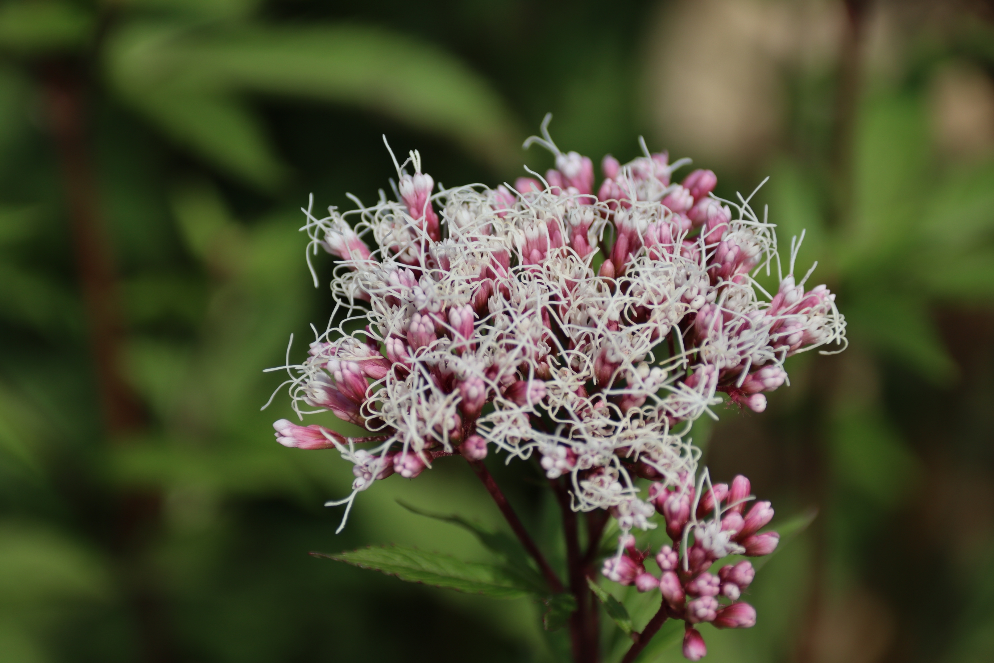 林泽兰,别名叫白鼓钉或尖佩兰.