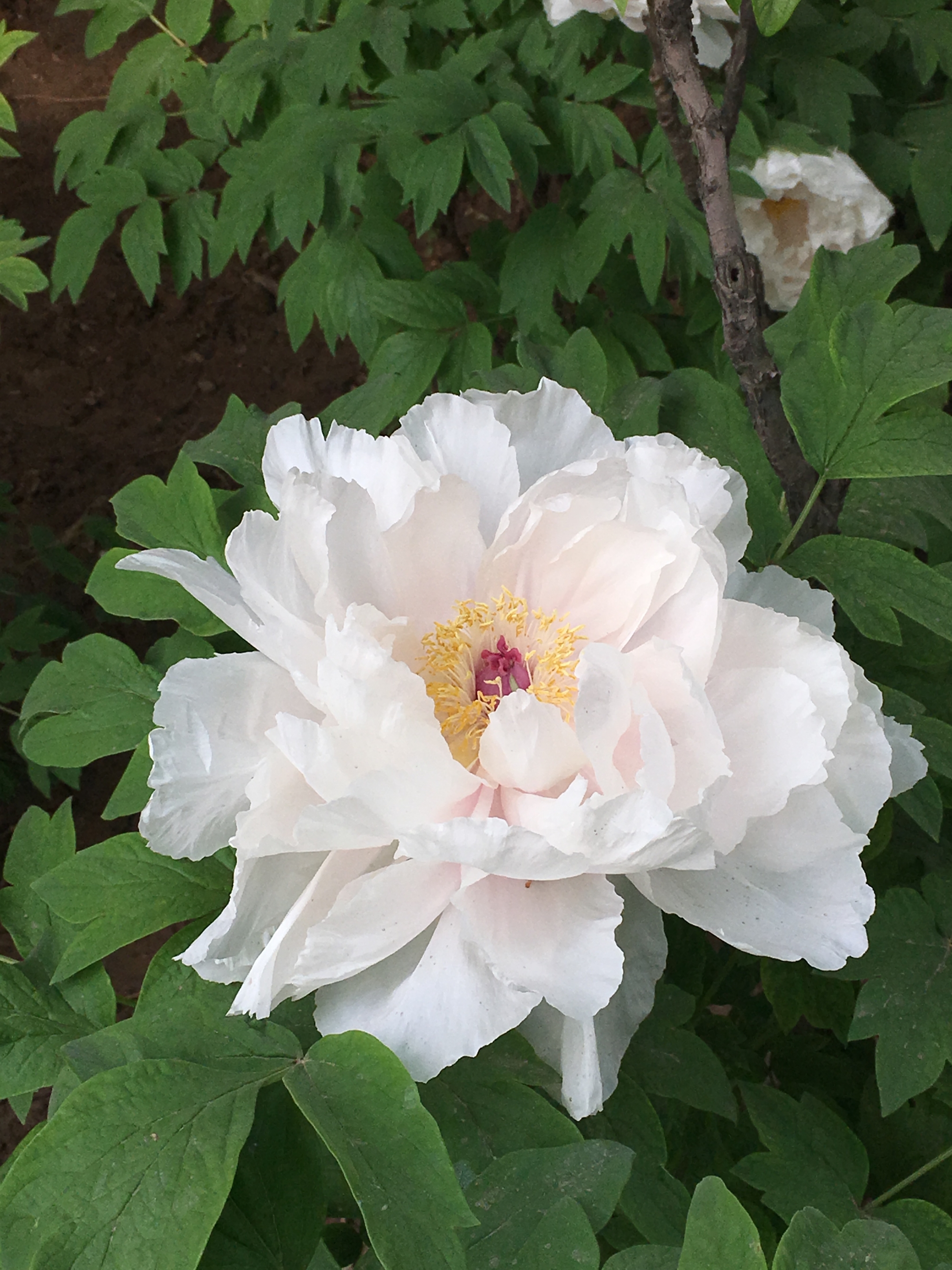 【摄影首发】聆听白牡丹花开的声音