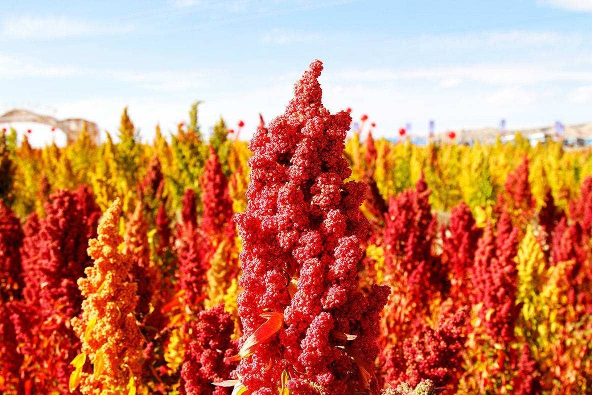 黄亚洲 从一碗"凉拌藜麦苗"香喷喷的口感中,忽然 推开了"中国高原藜麦