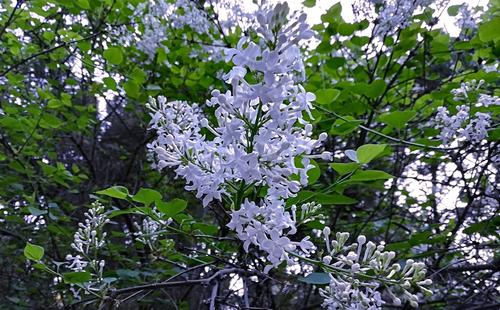 《六月又见白丁香》叶下虫儿诵读窗外&飞