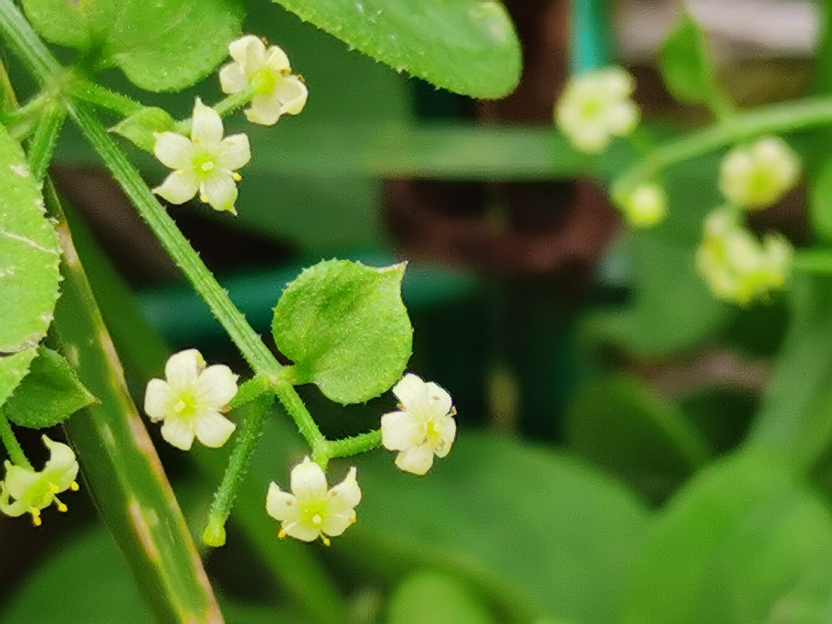 原创首发初遇茜草宁静向暖