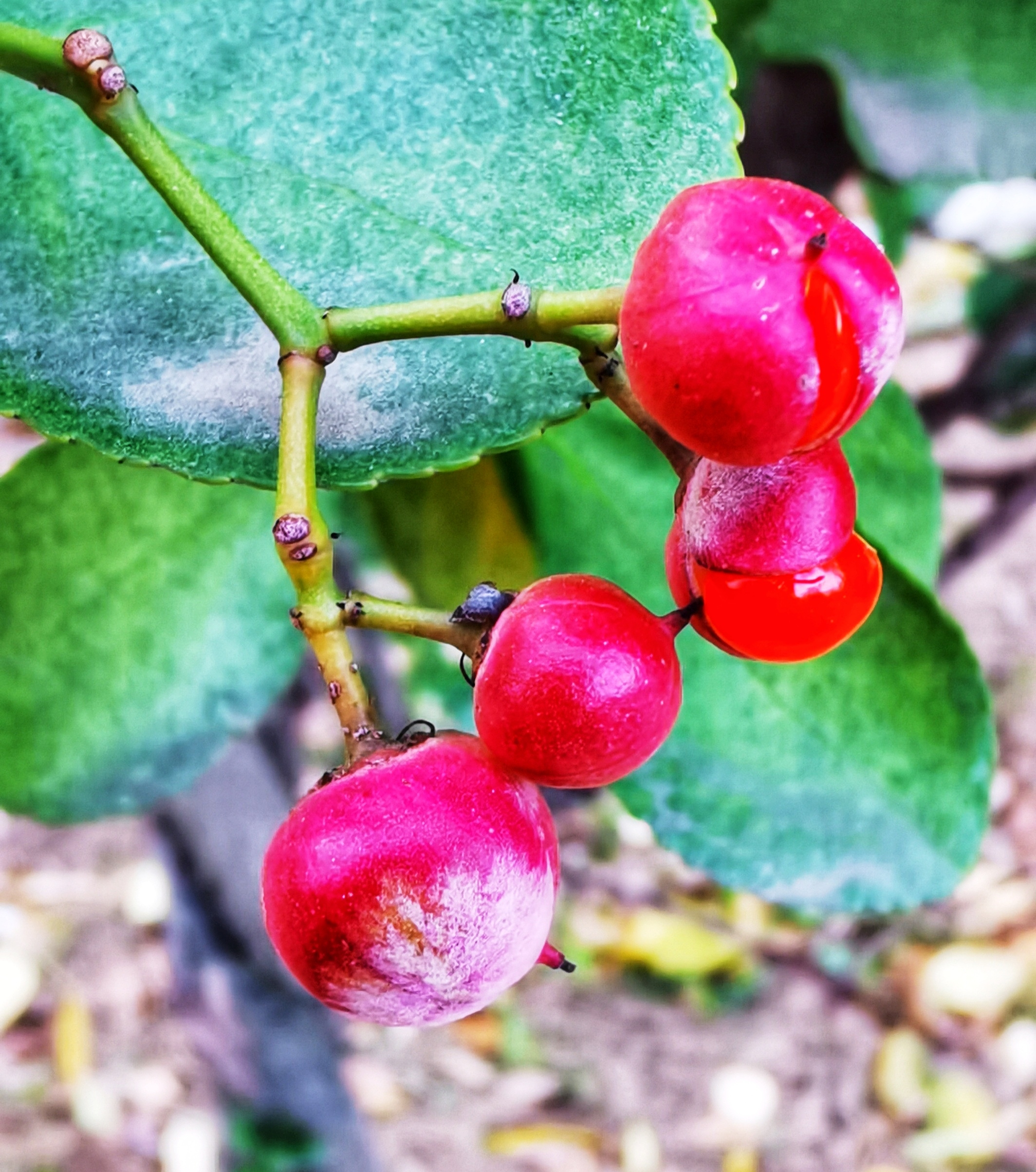 首发慈悲的冬青卫矛