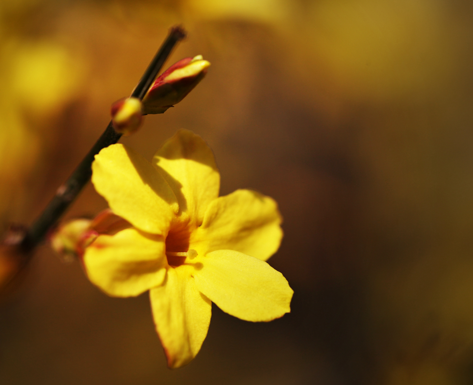 首发早春花卉之迎春花