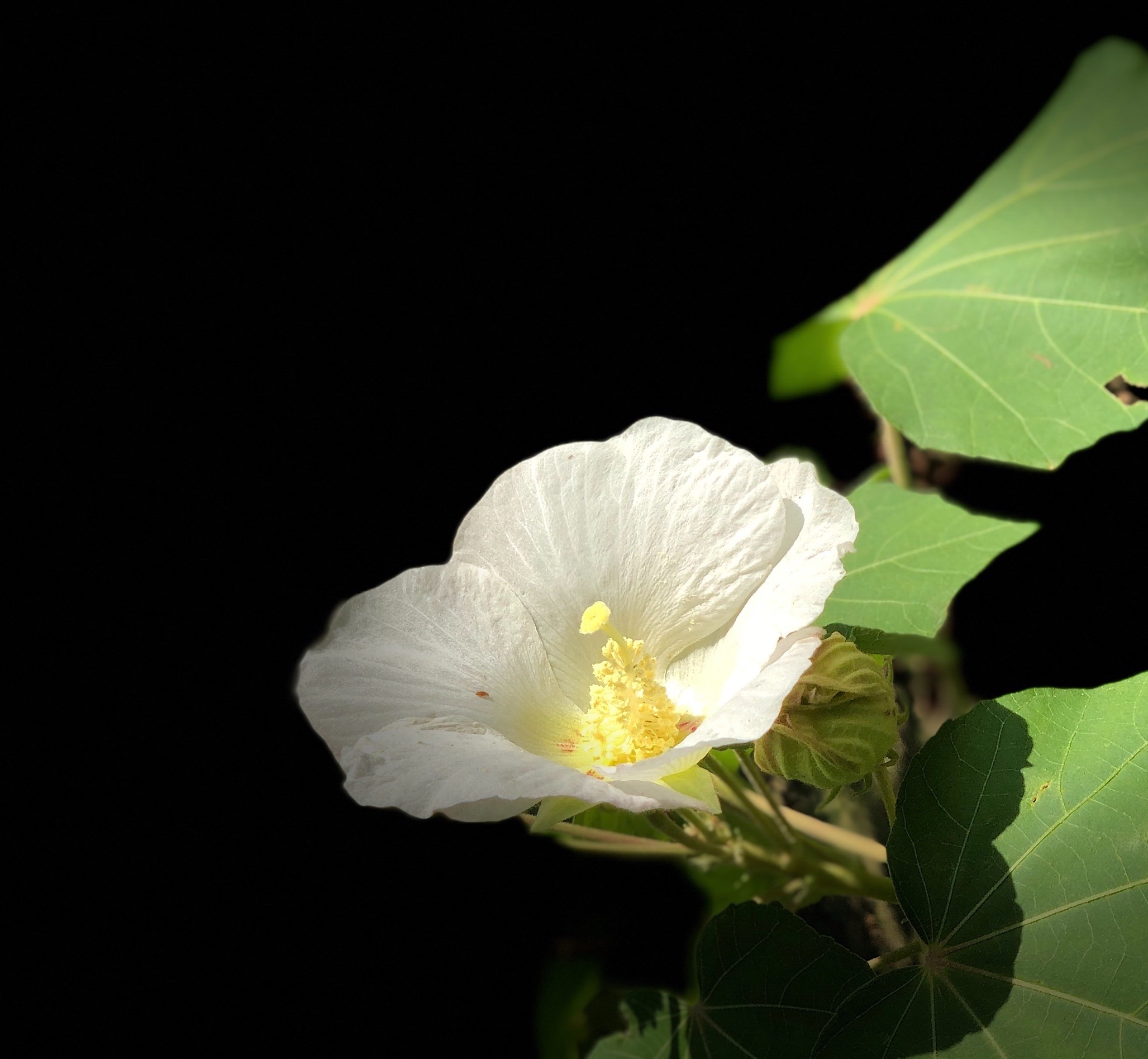 原创首发单瓣芙蓉花