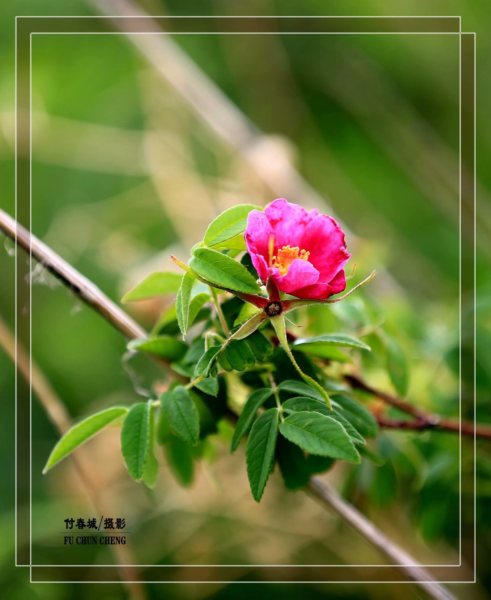 (原创首发)羞红了脸的山刺玫