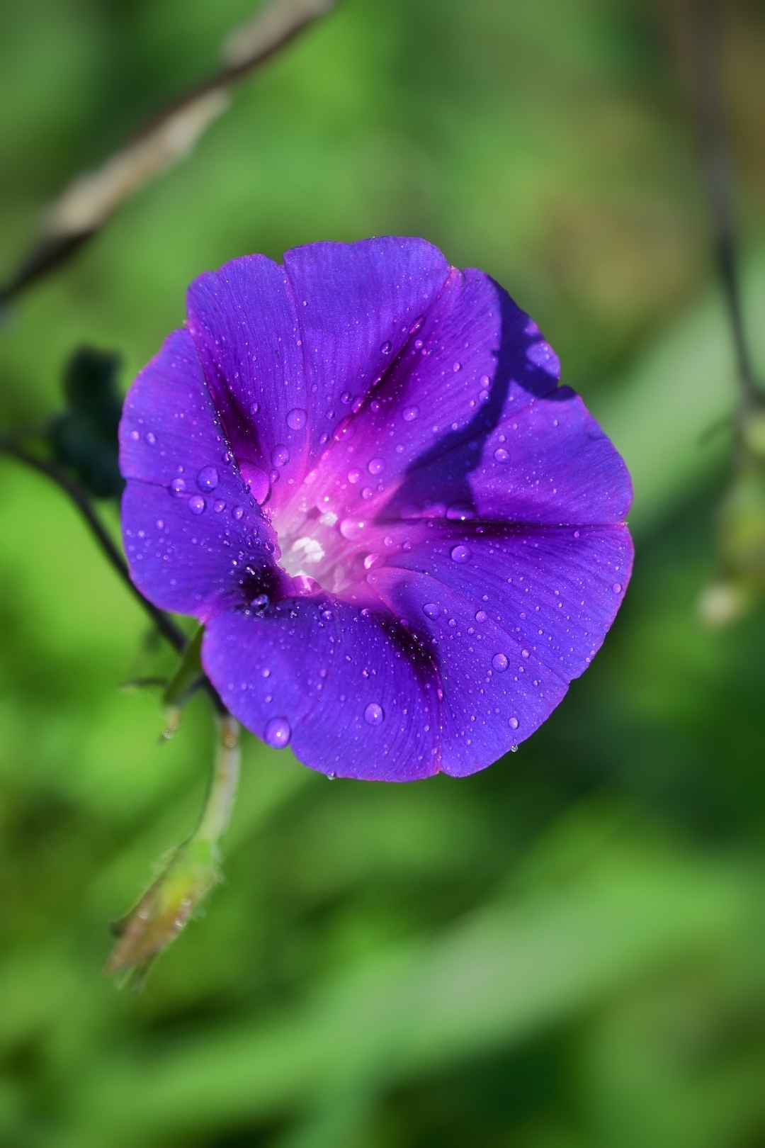 聆听花语枝叶蔓藤花满园牵牛花