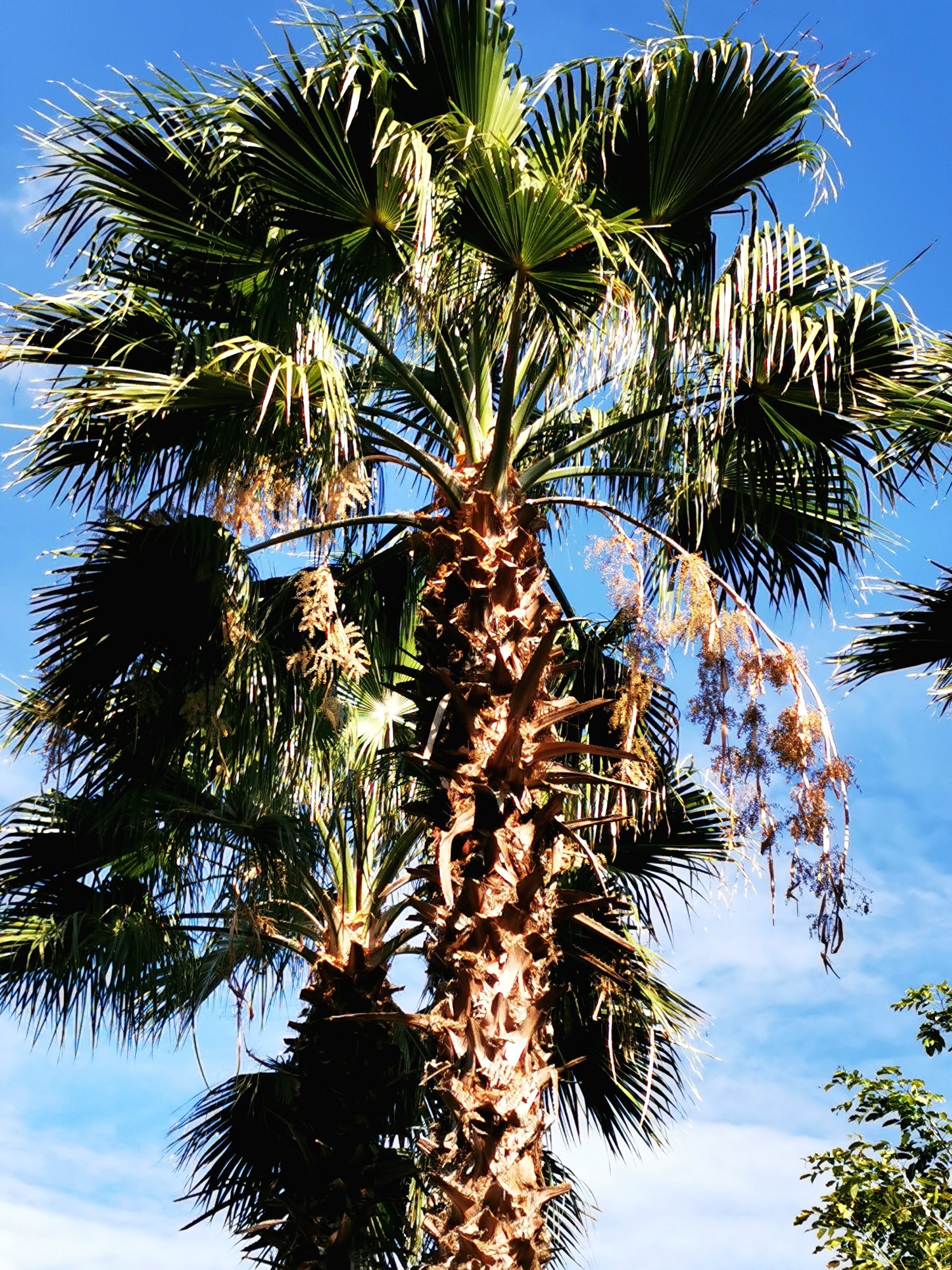 【首发】丝葵的花