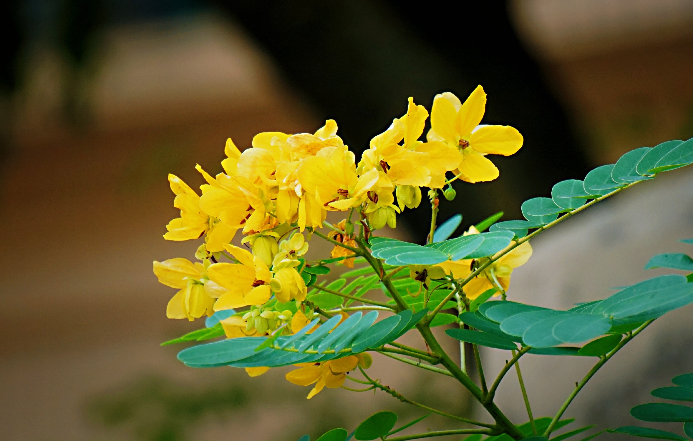 冬日里温柔盛开的黄槐花(vv首发)