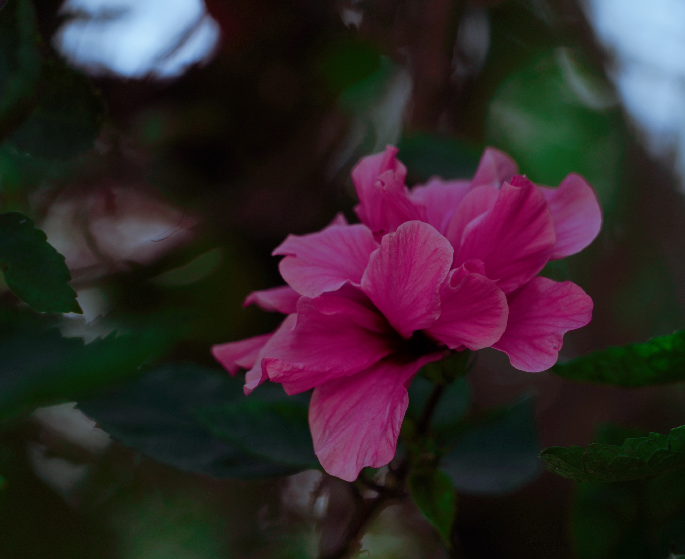 原创首发重瓣扶桑花