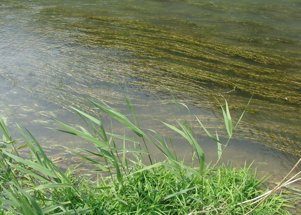 《河边青青草》作者:此岸彼岸 朗诵:微笑天空