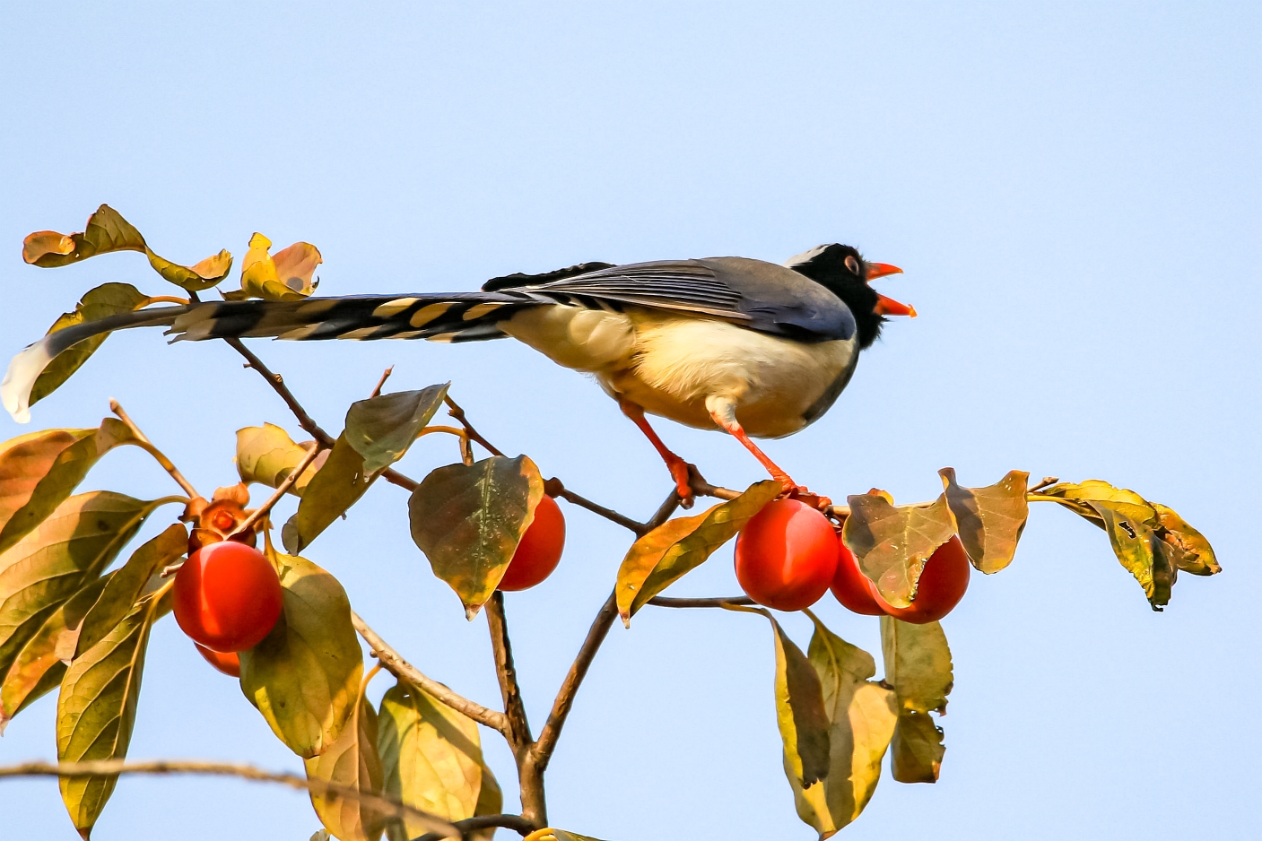 红嘴蓝鹊叼柿子