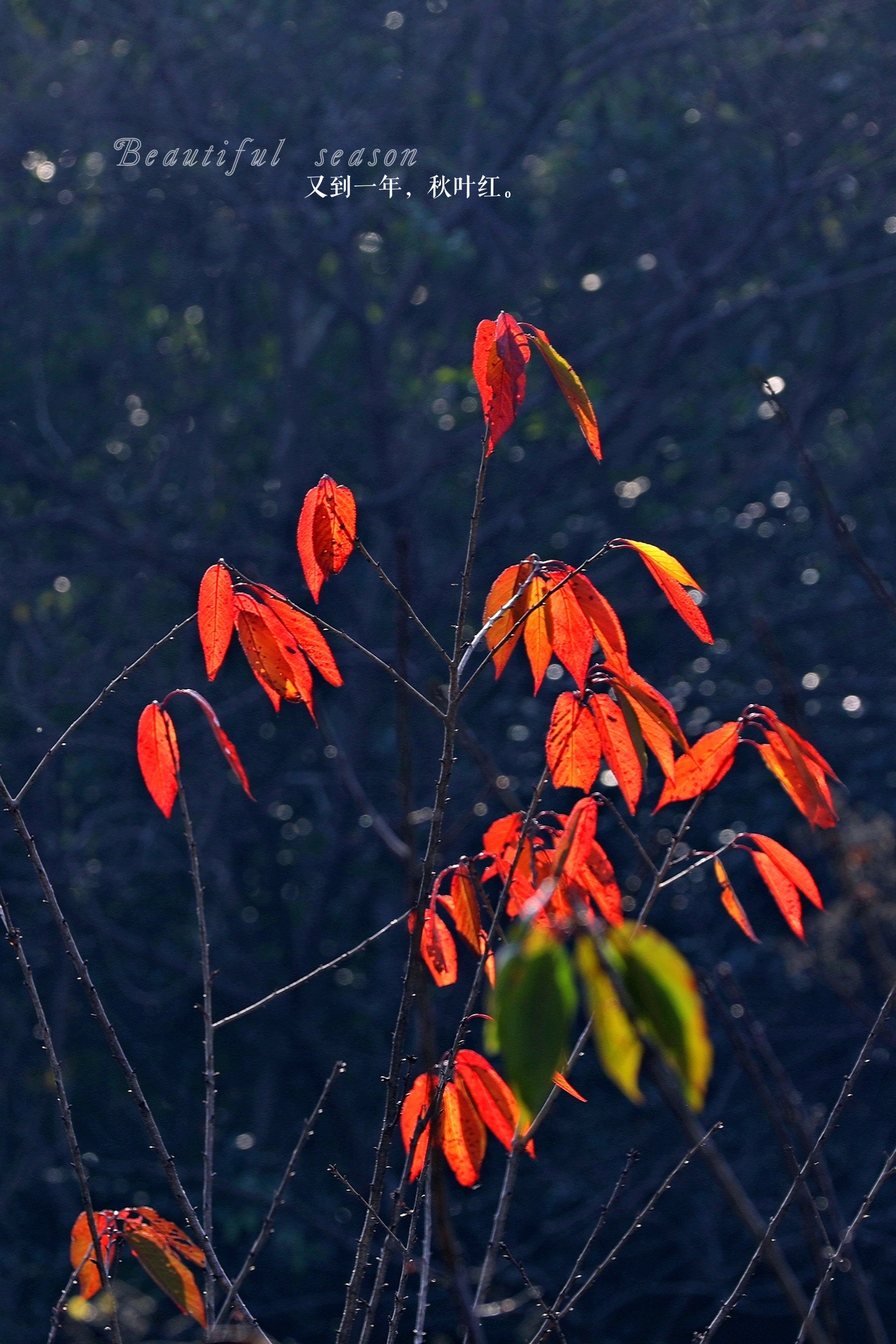 飘零最后的秋叶