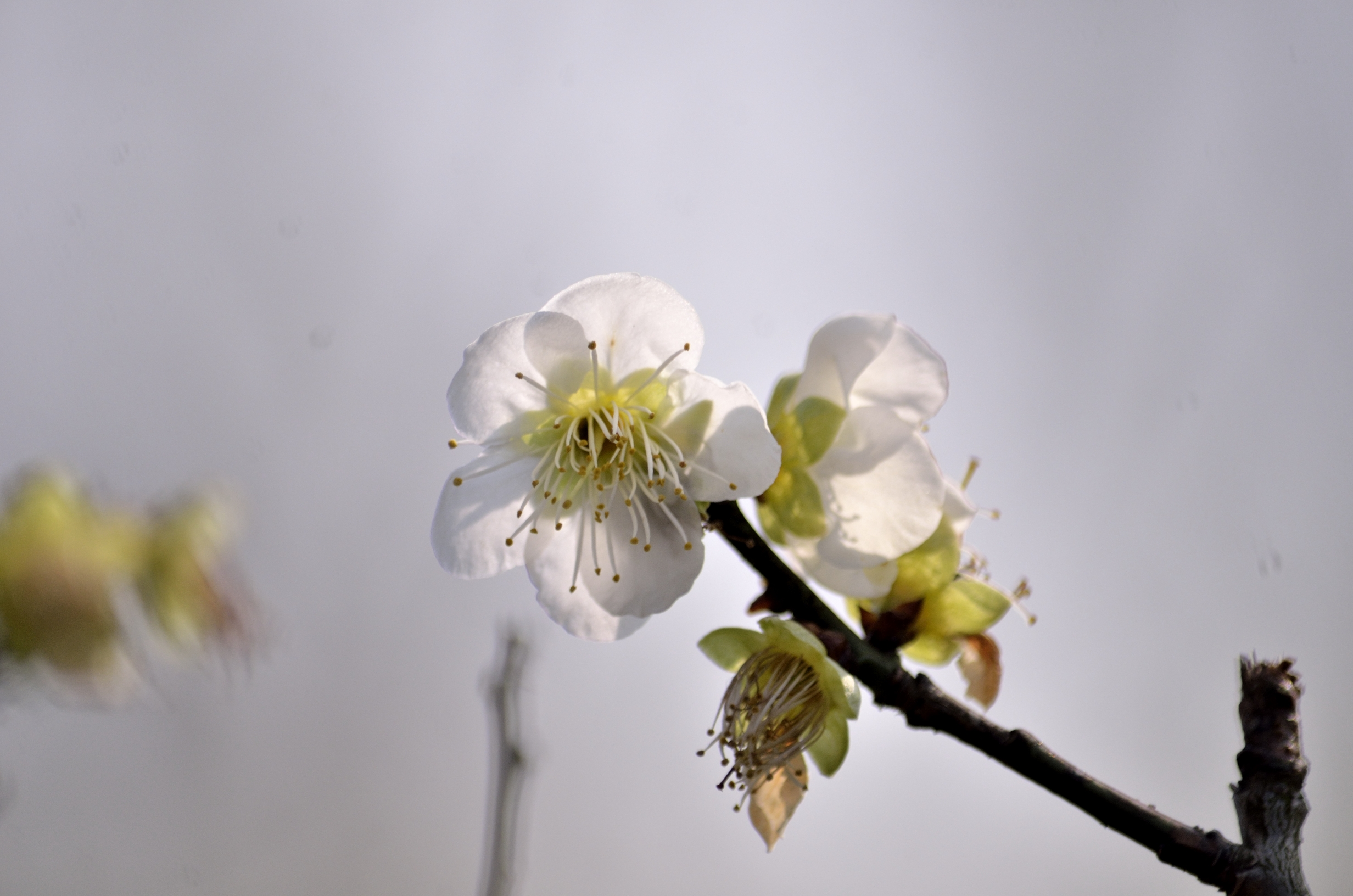 梅花系列一小绿萼梅(首发)