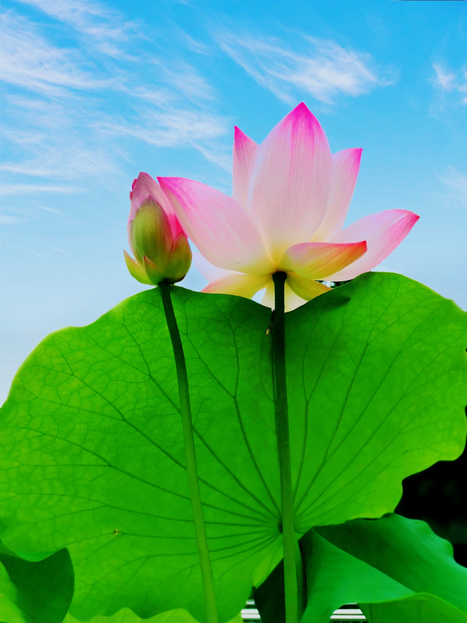 第60期五湖四海摄影群《夏日掠影》《荷花》主题作品展