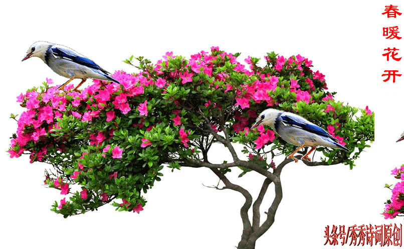 806_496gif 动态图 动图