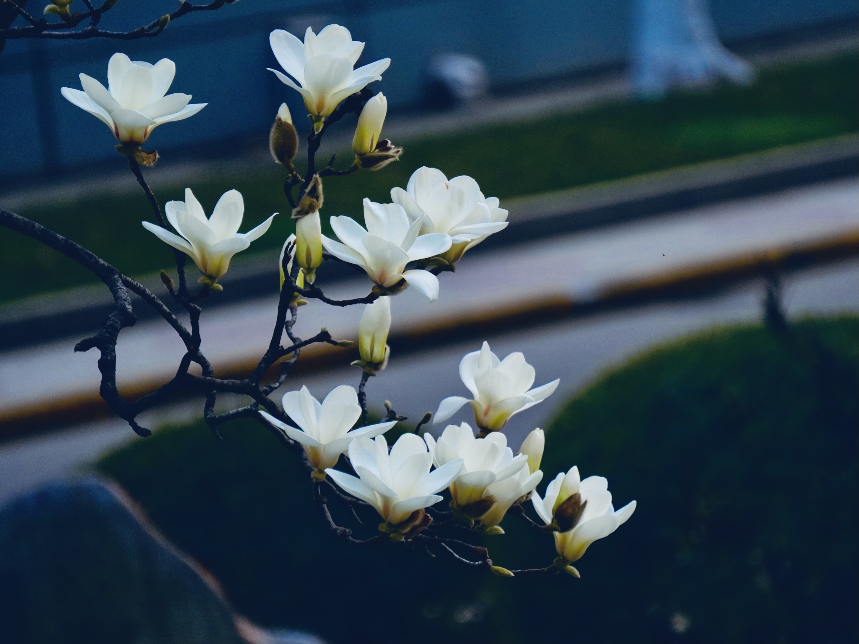 但有一枝堪比玉何须九畹始征兰玉兰花