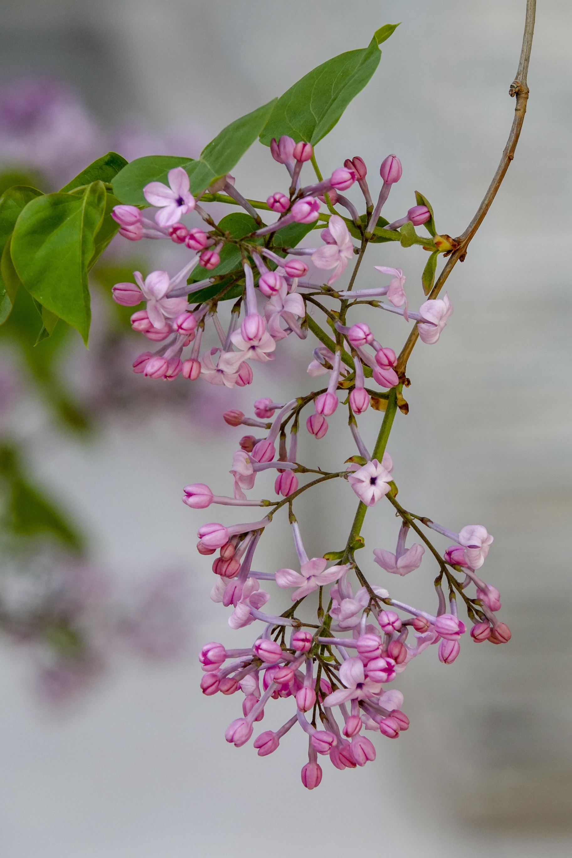 首发丁香花