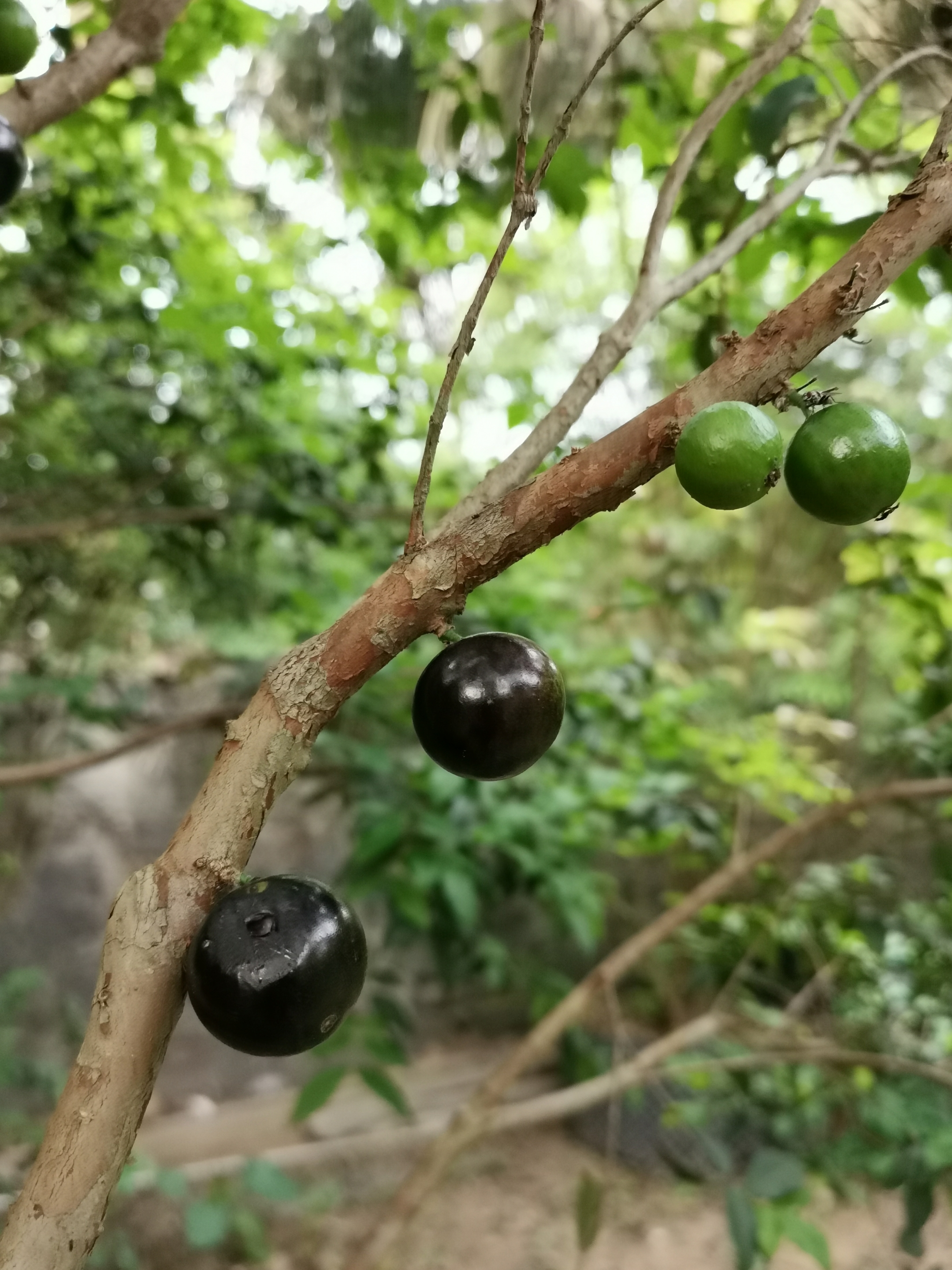 奇特水果树葡萄