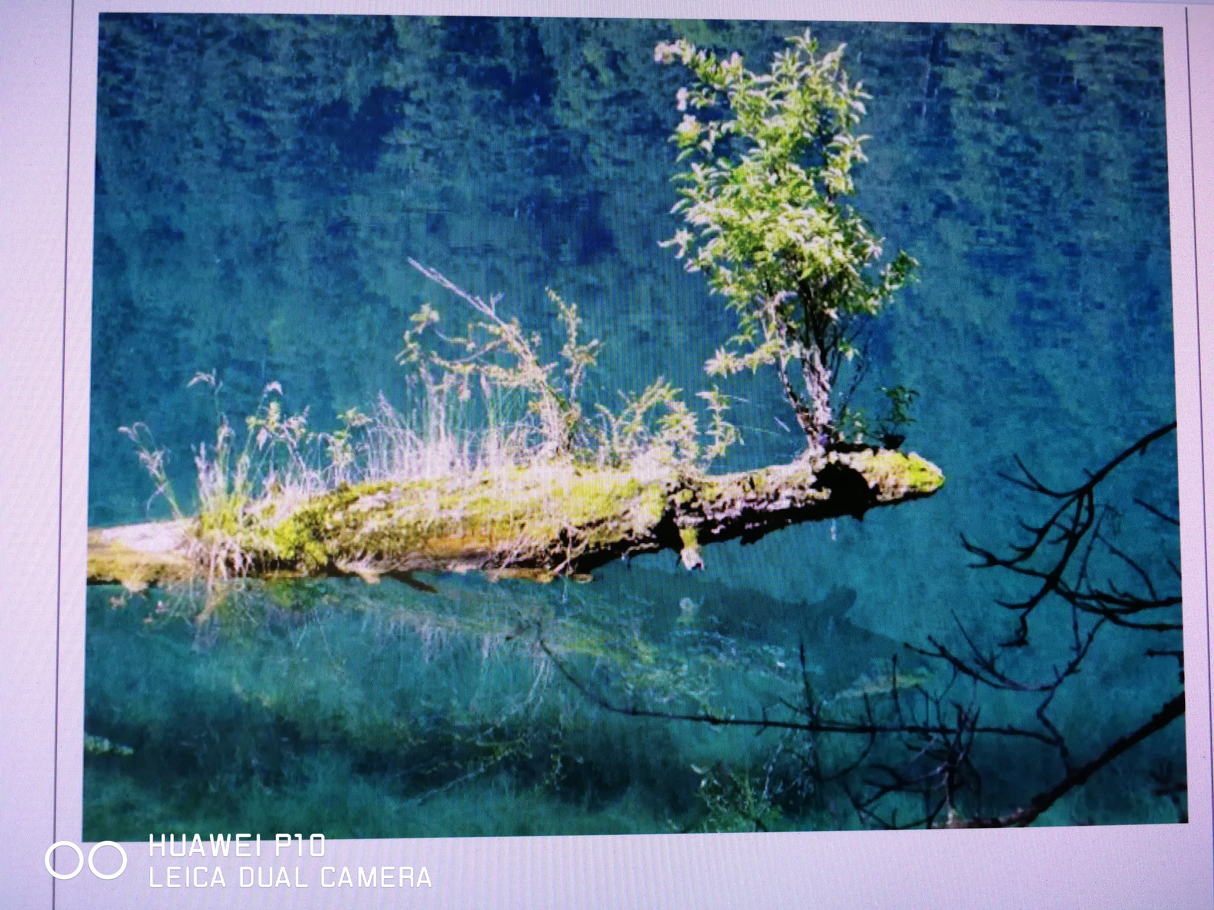 我是一棵长在水里的树——写给母亲节文风筝与风