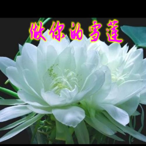 《做你的雪莲》舞蹈:风信子&箫兰