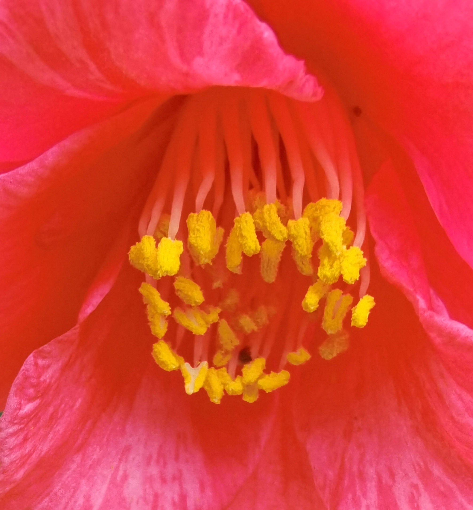 手机微距下的花蕊(1)【vv首发】