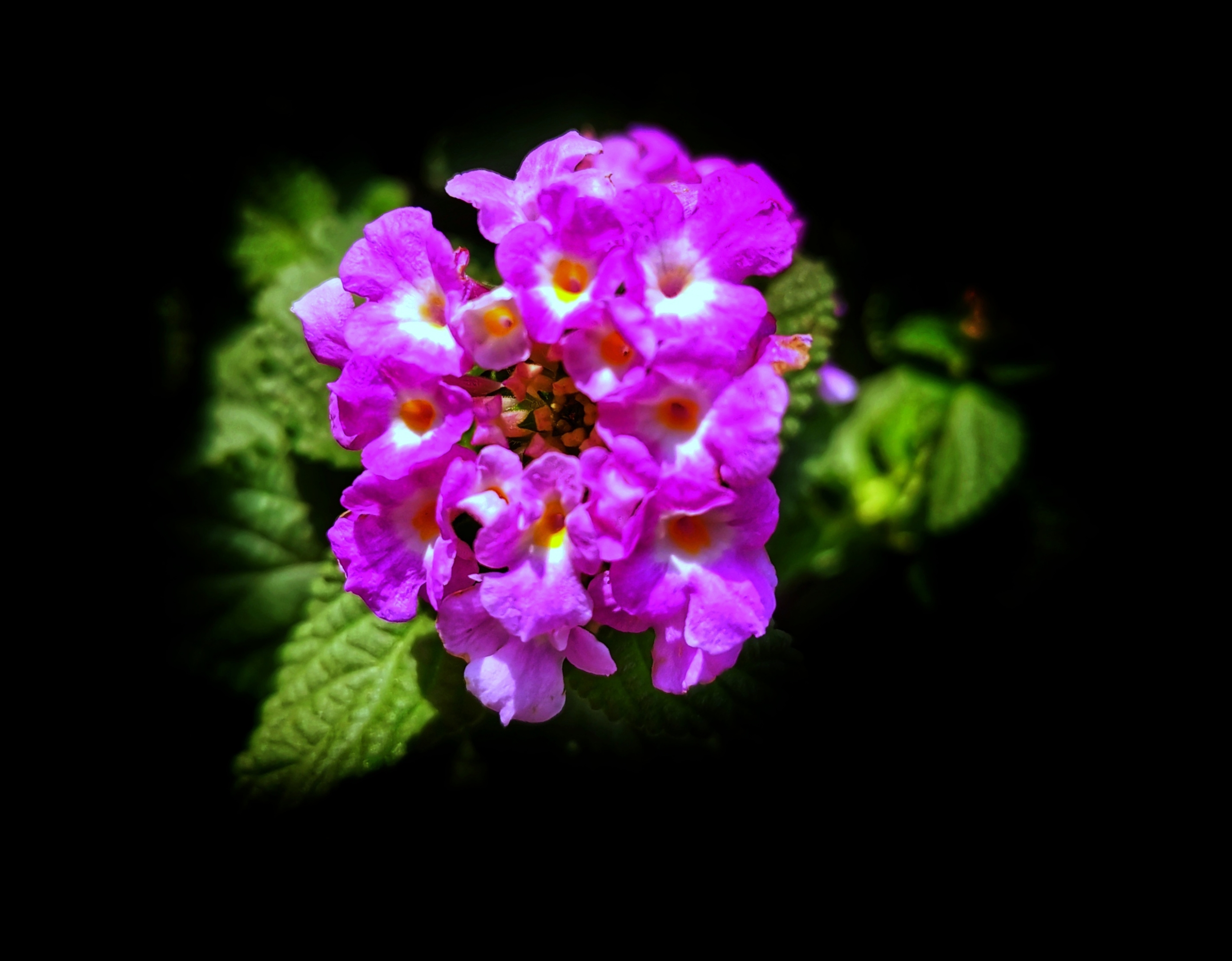 花名臭草花颜美丽首发