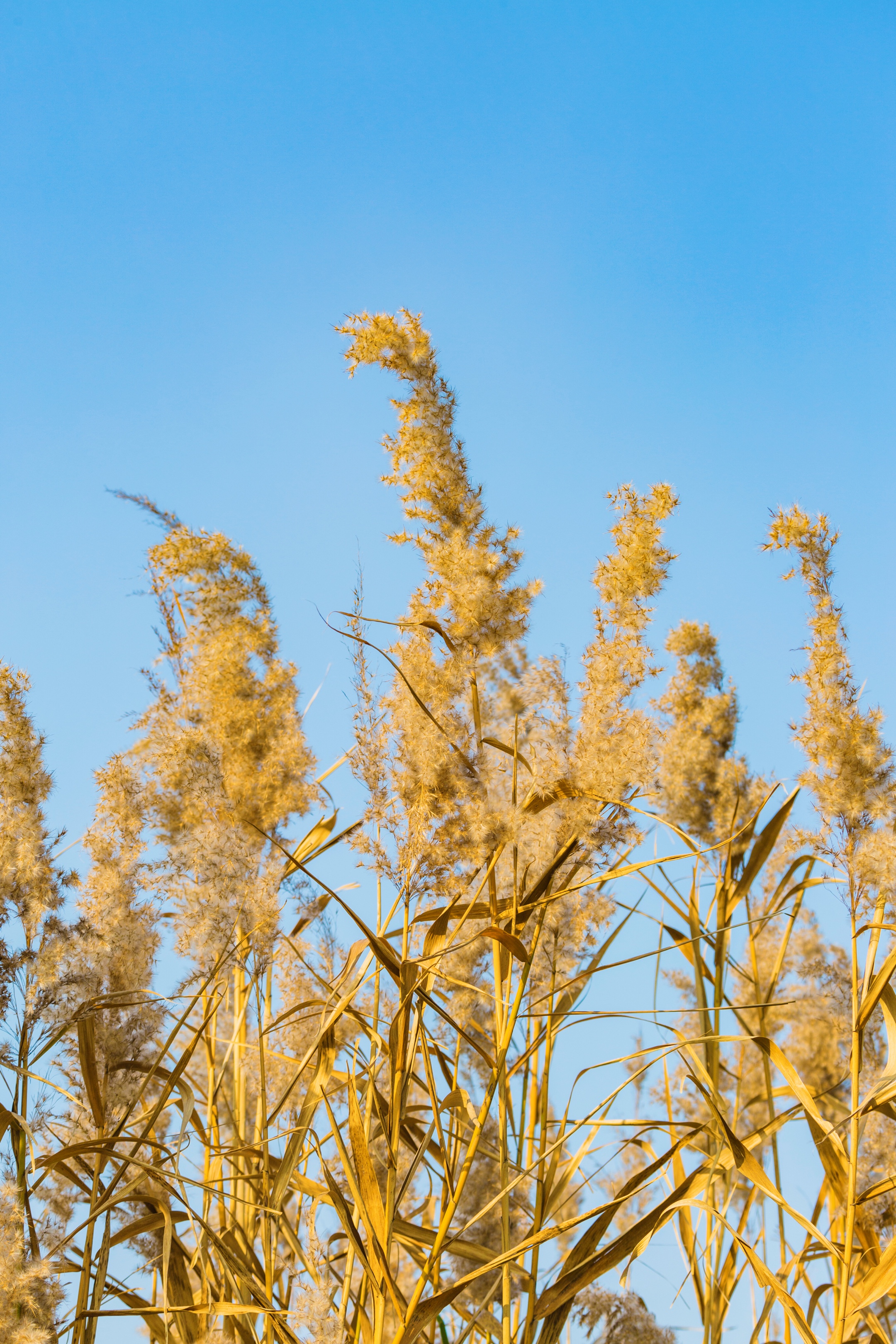 芦花飞舞漫天霜首发