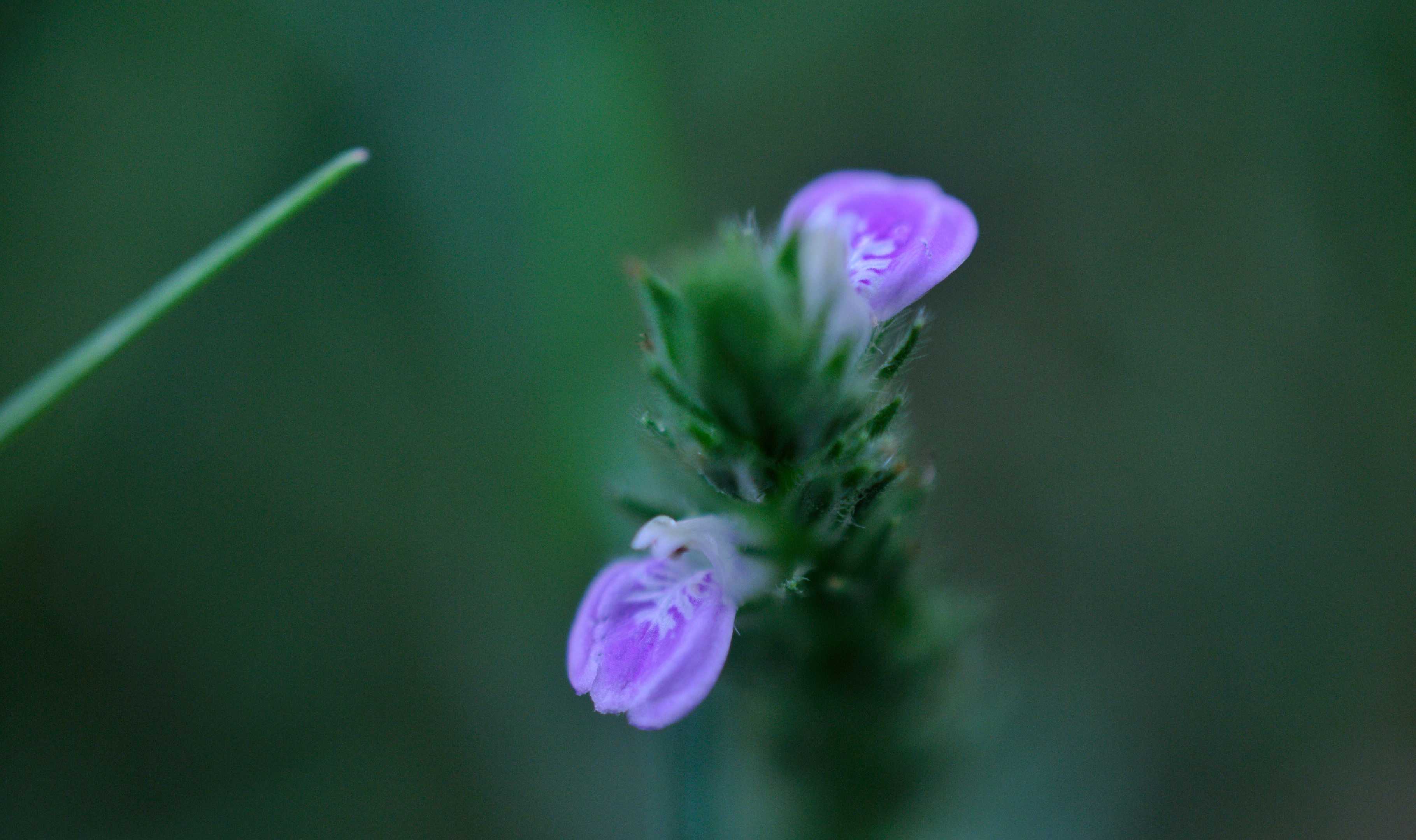 开花的鸡毛掸子爵床