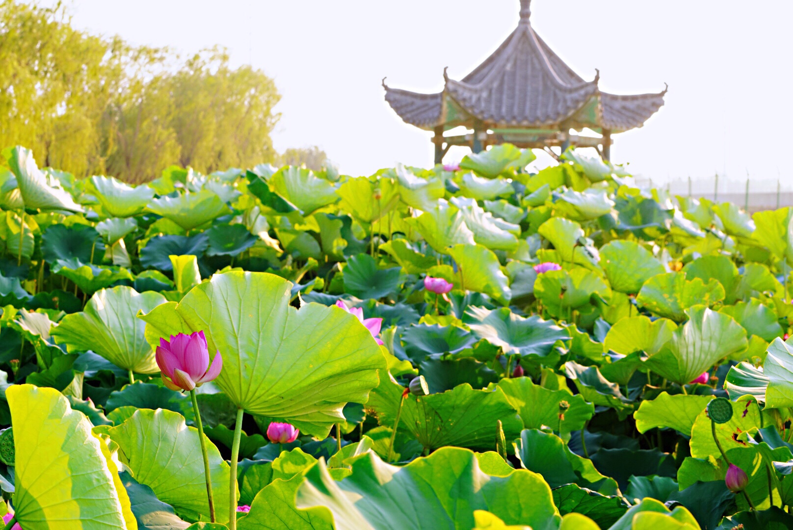 且听风吟/今日聊城南湖湿地公园
