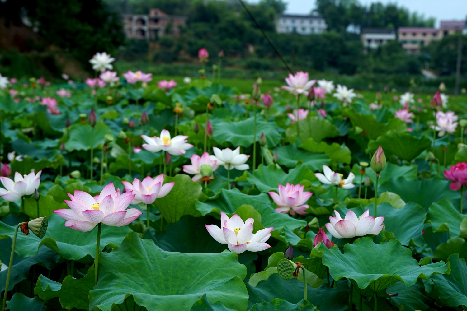 雨母山十里荷塘赏荷花(0627)