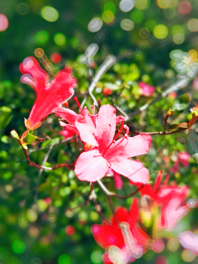 奼紫嫣紅杜鵑花