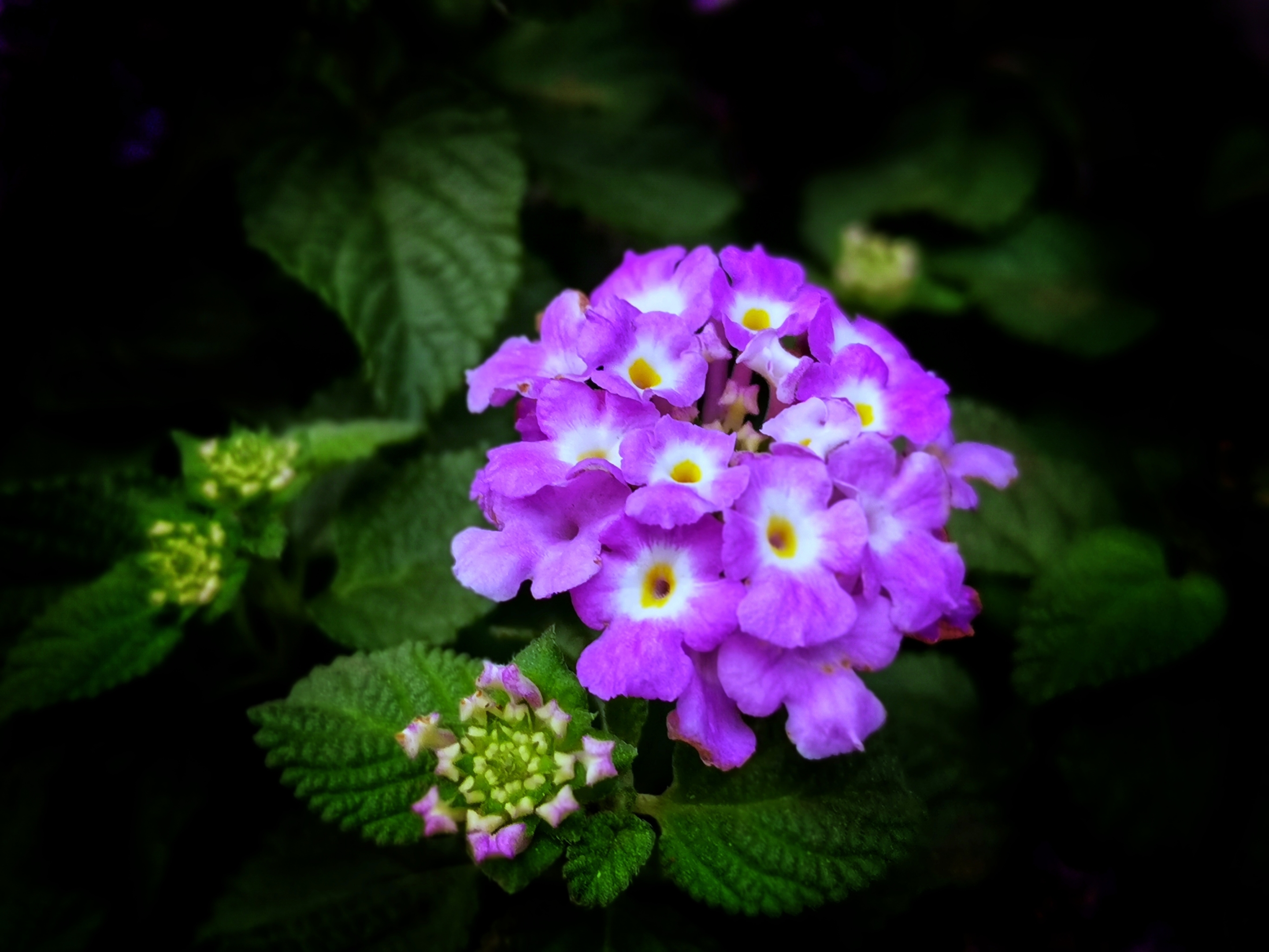 花名臭草花颜美丽首发