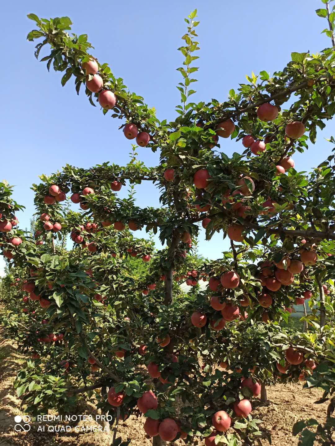 苹果采摘10元入园啦