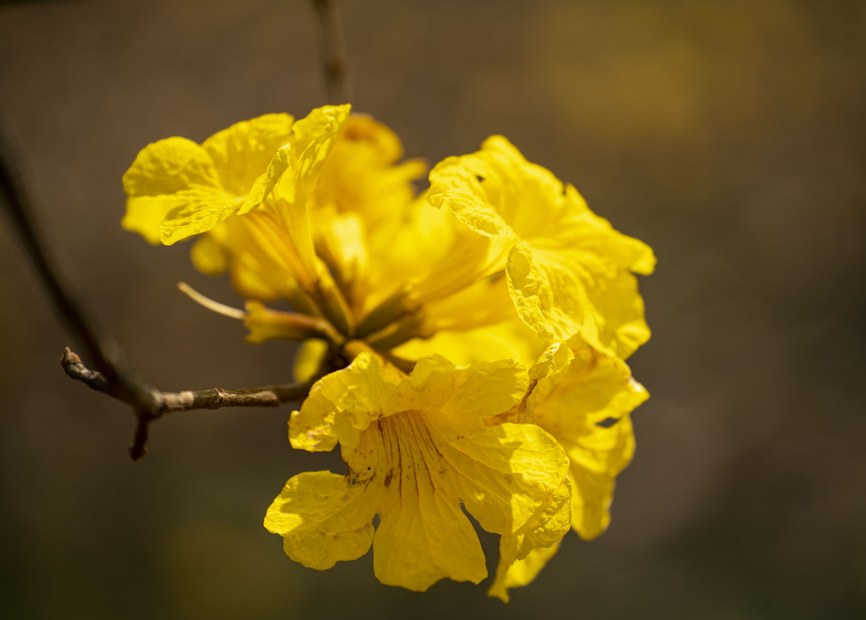 春天在一树树黄花中醒来原创首发