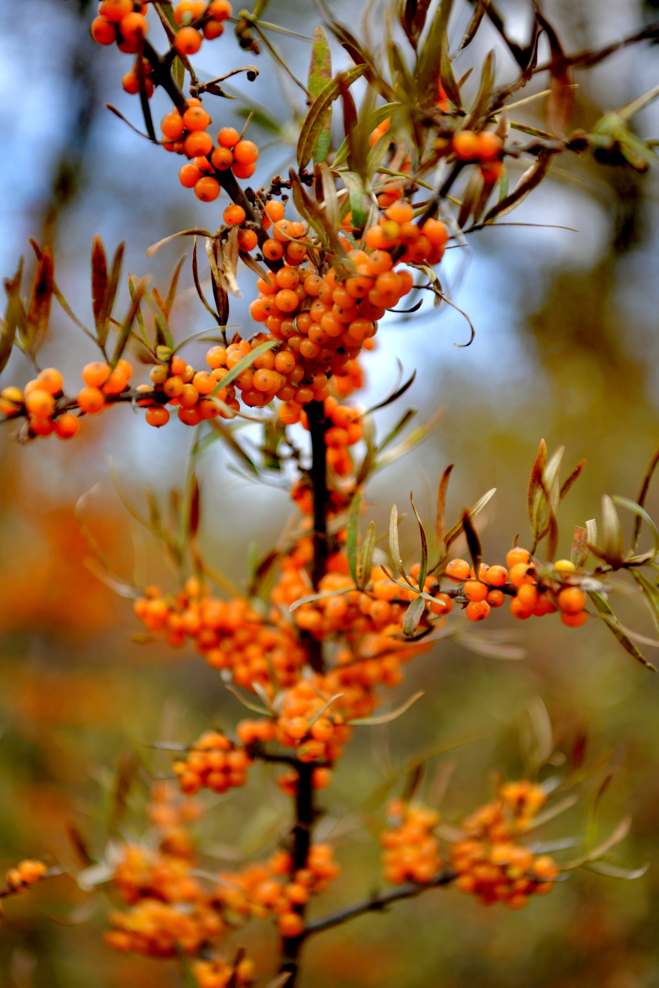火红的沙棘果首发