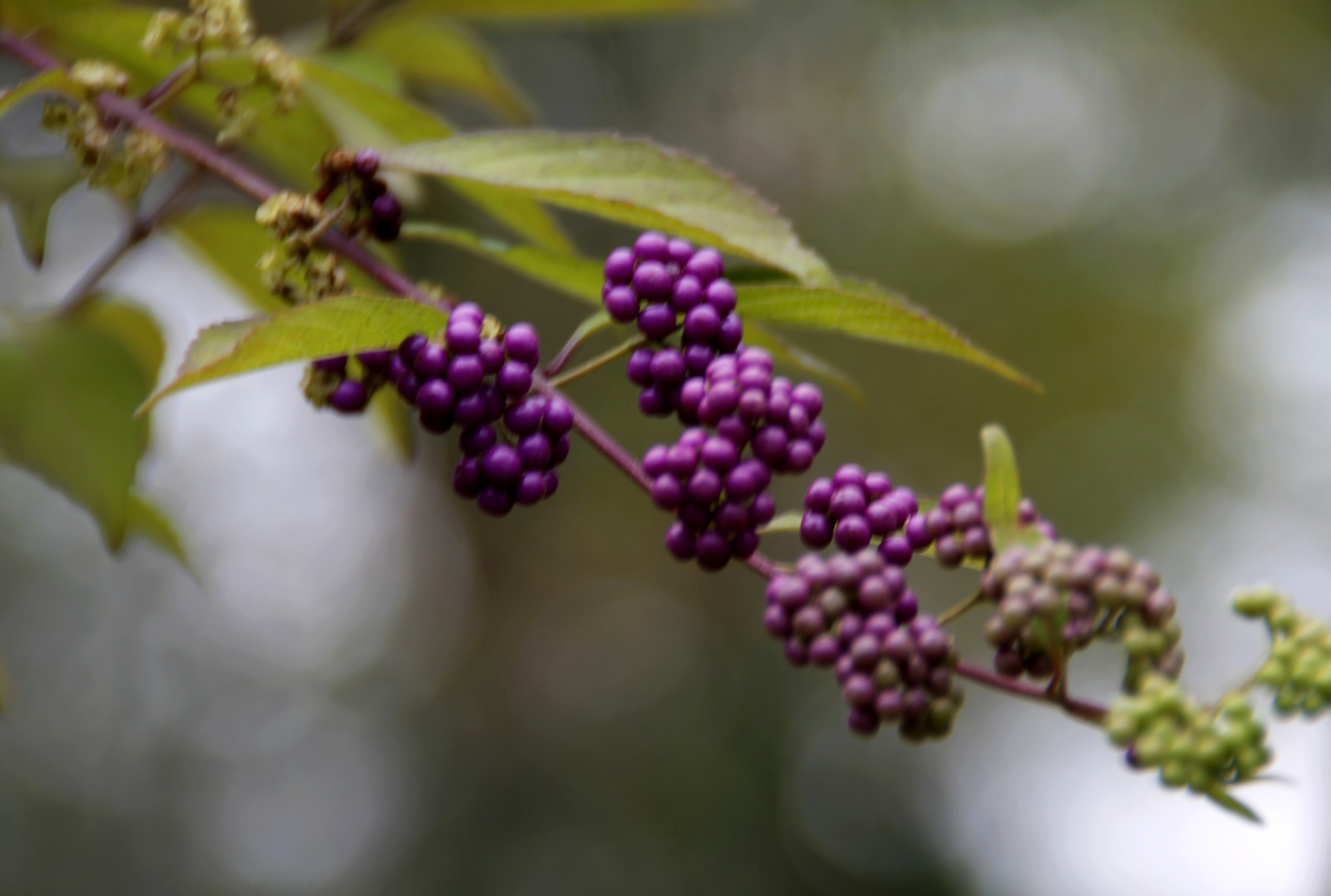 首发果实累累的紫珠