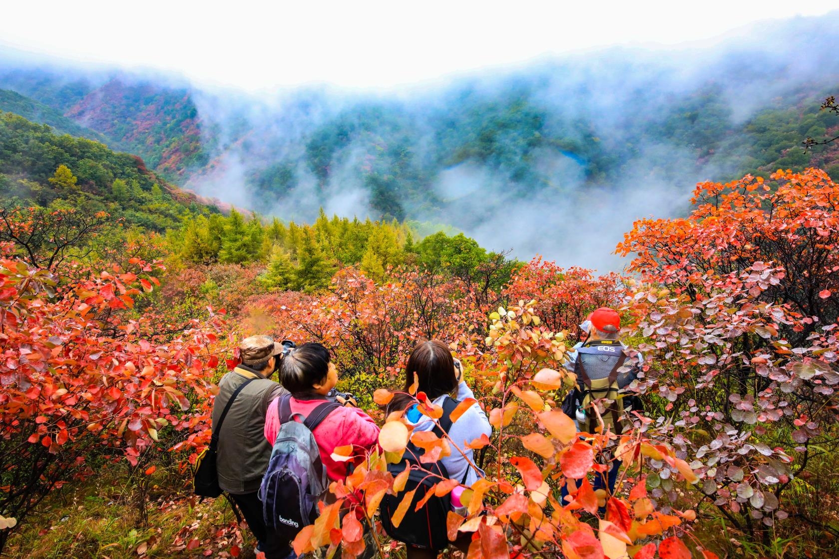 雾锁甘山叶更红